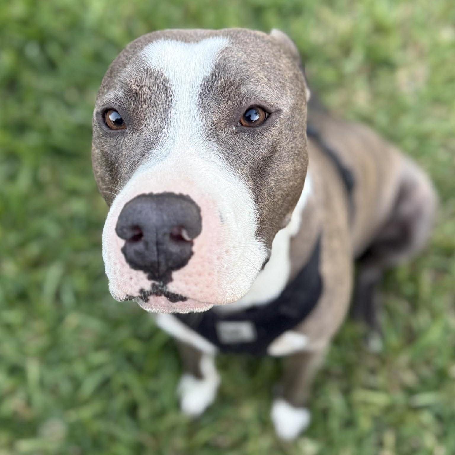 Enlarge Cooper - The Gentle Soul, a ADOPTABLE mixed breed in Houston, TX image 1/5