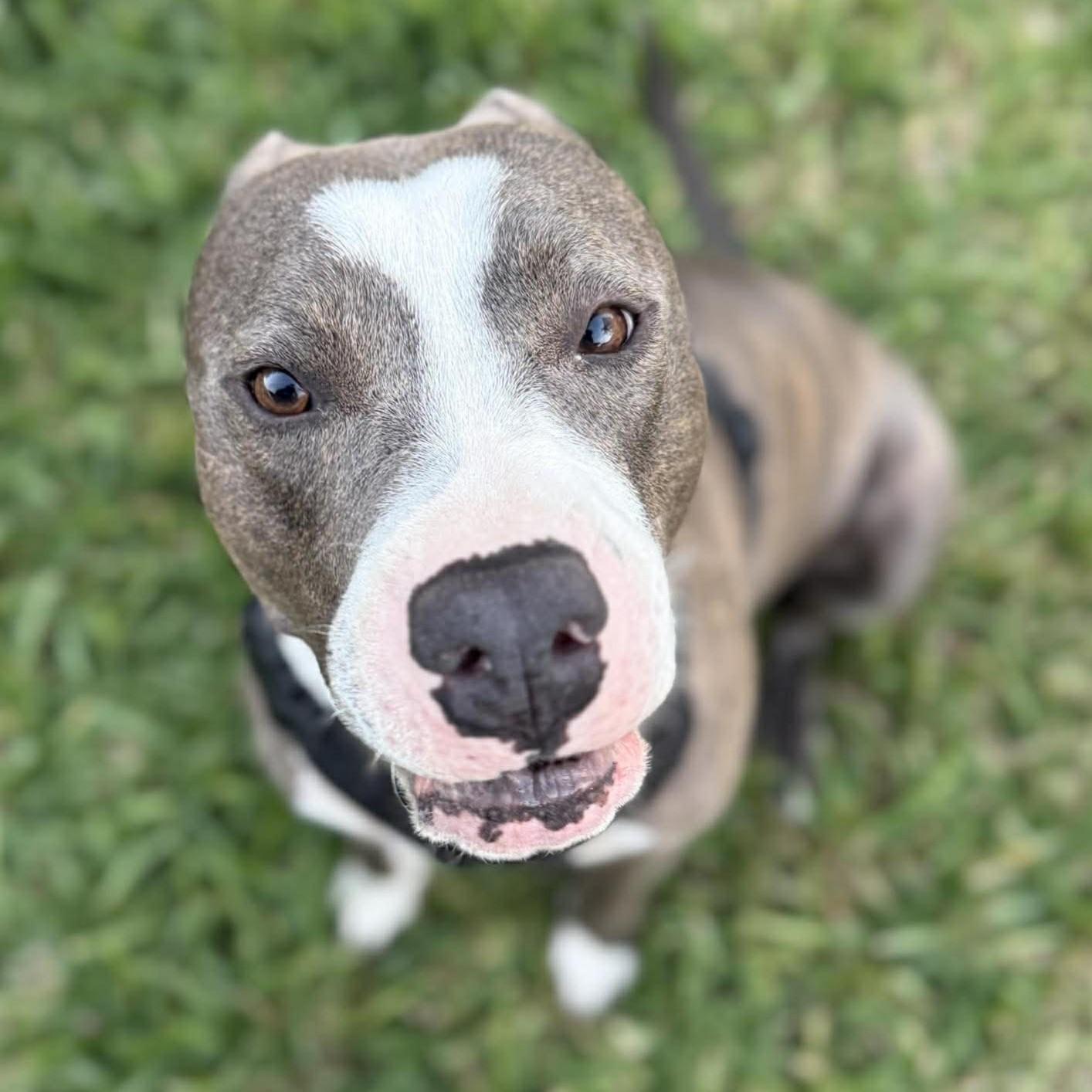 Enlarge Cooper - The Gentle Soul, a ADOPTABLE mixed breed in Houston, TX image 3/5