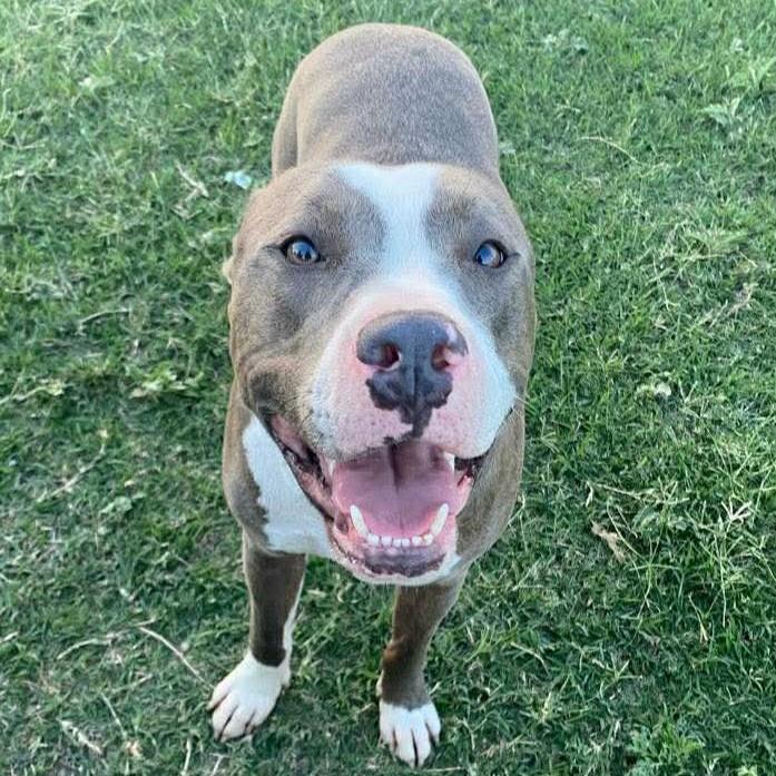 Enlarge Cooper - The Gentle Soul, a ADOPTABLE mixed breed in Houston, TX image 4/5