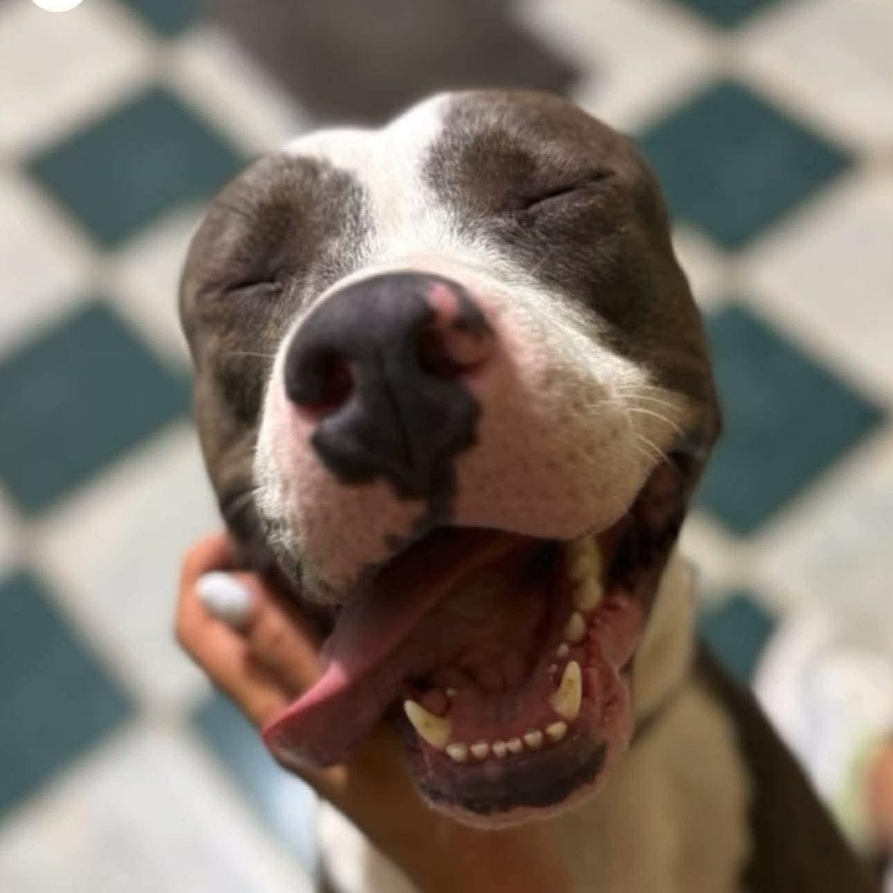 Enlarge Cooper - The Gentle Soul, a ADOPTABLE mixed breed in Houston, TX image 2/5