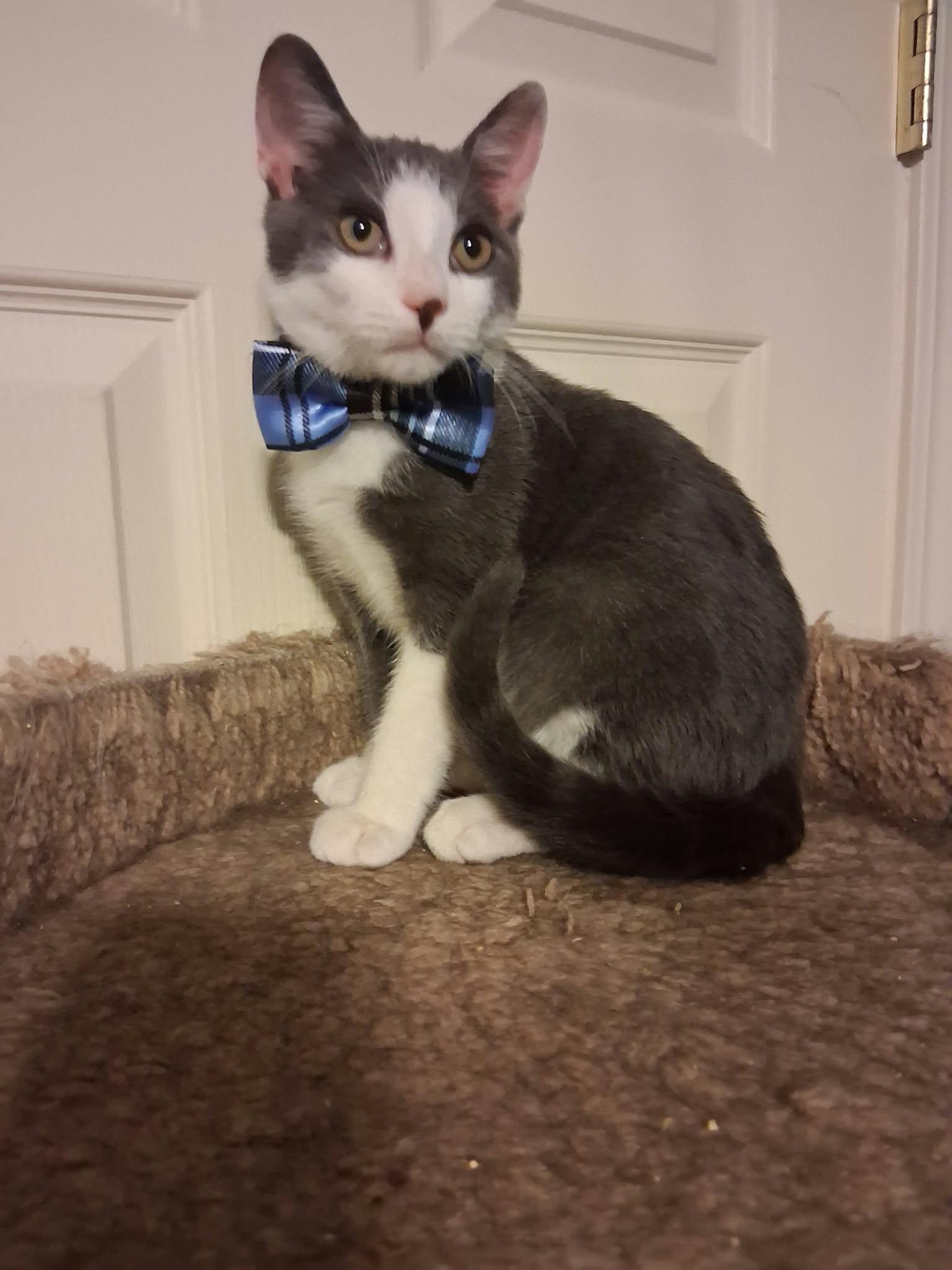 Enlarge Teddy, a Adoptable Domestic Short Hair in Wading River, NY image 4/5