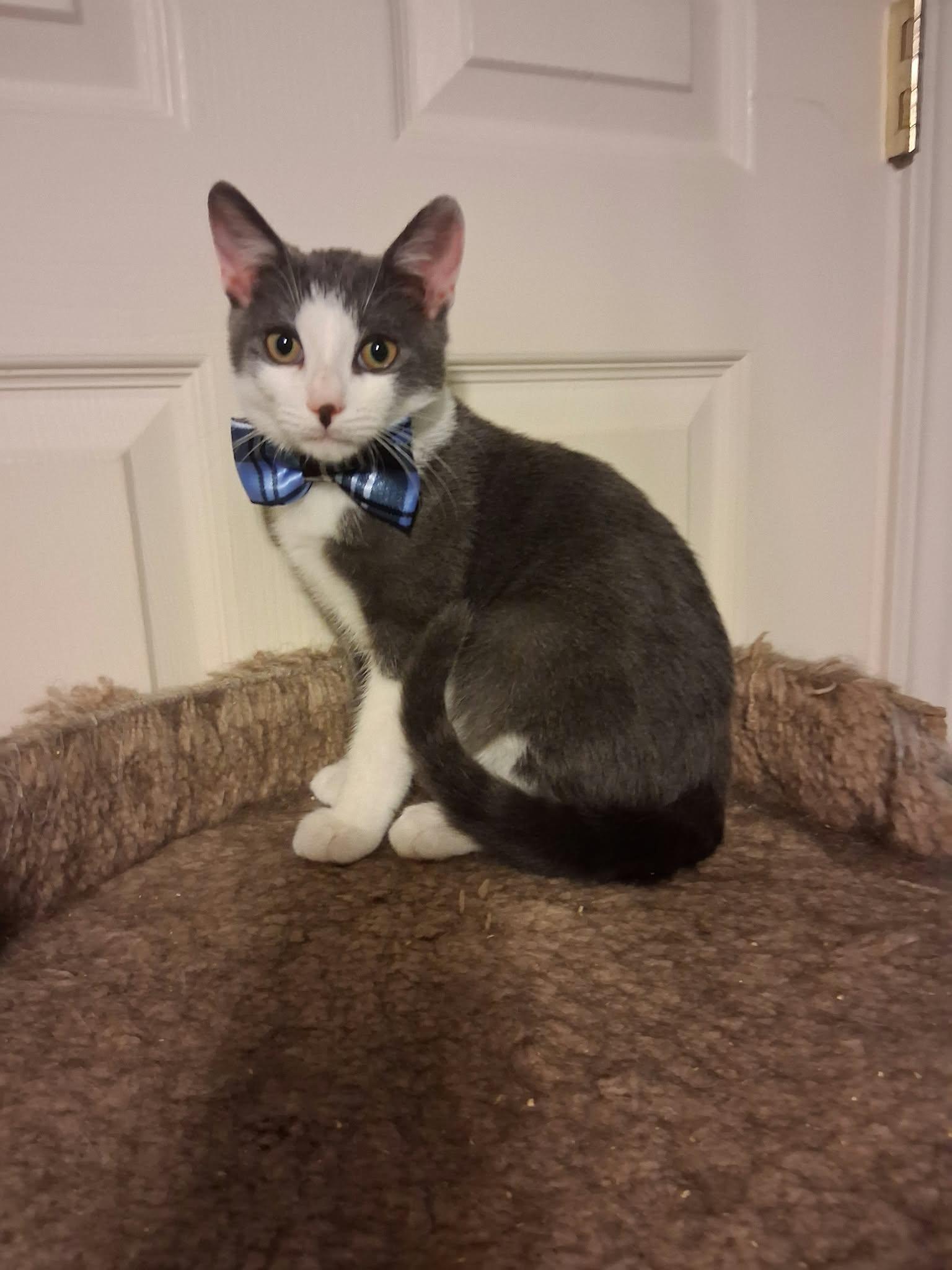 Enlarge Teddy, a Adoptable Domestic Short Hair in Wading River, NY image 5/5