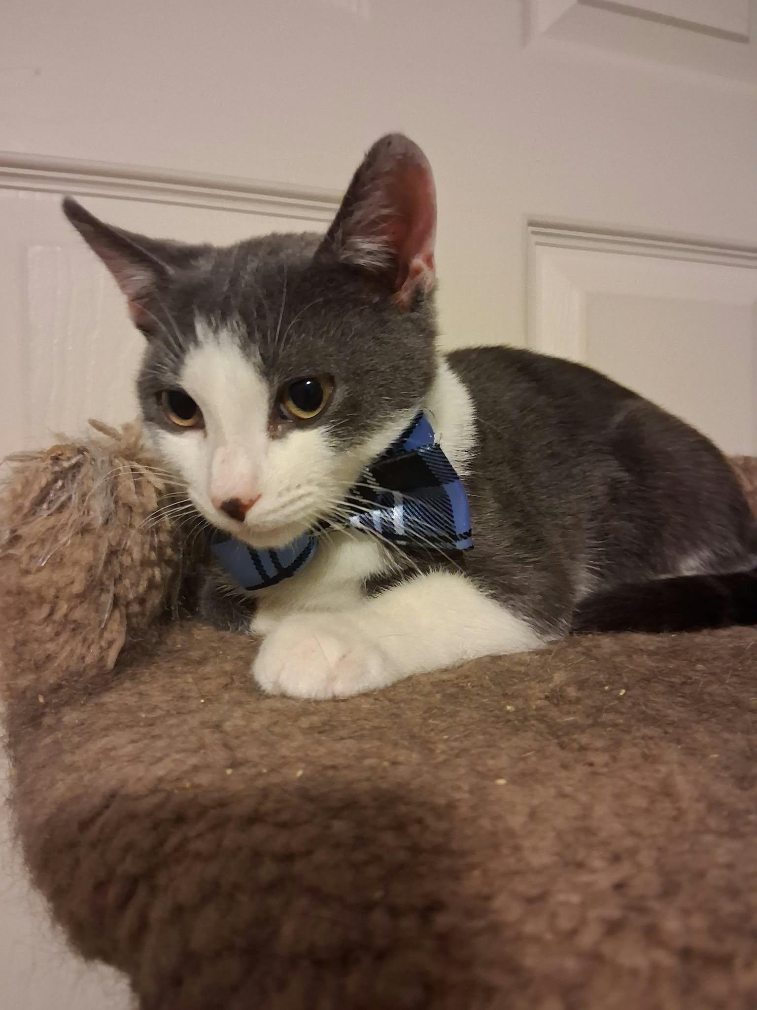 Enlarge Teddy, a Adoptable Domestic Short Hair in Wading River, NY image 2/5