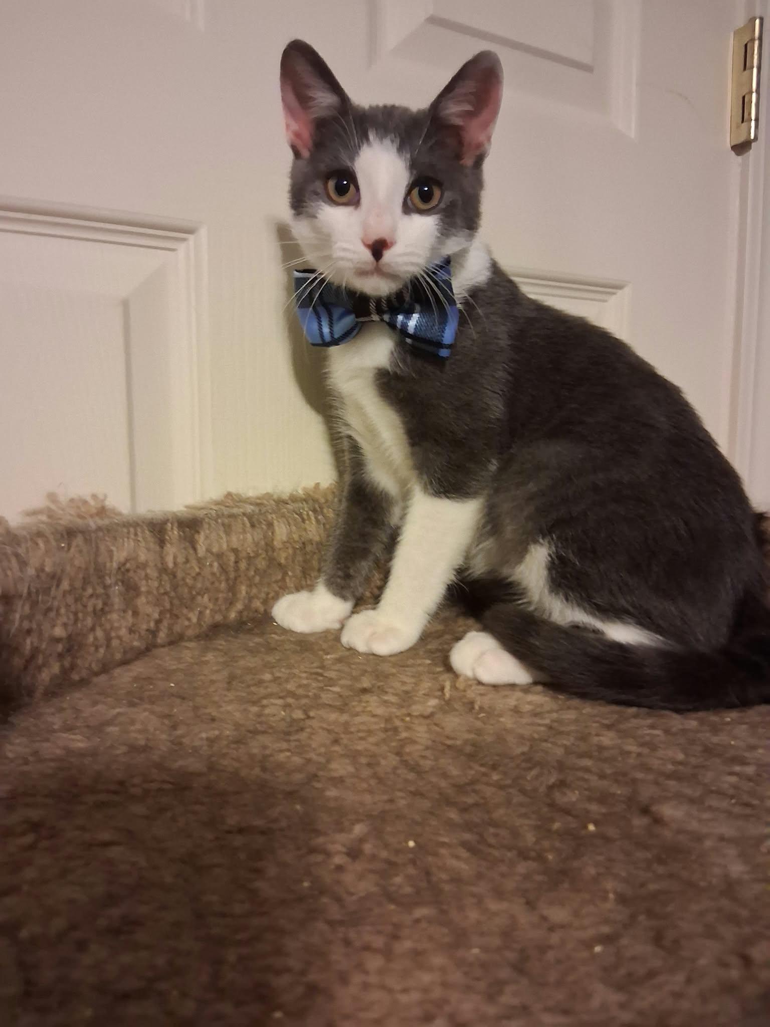 Enlarge Teddy, a Adoptable Domestic Short Hair in Wading River, NY image 3/5