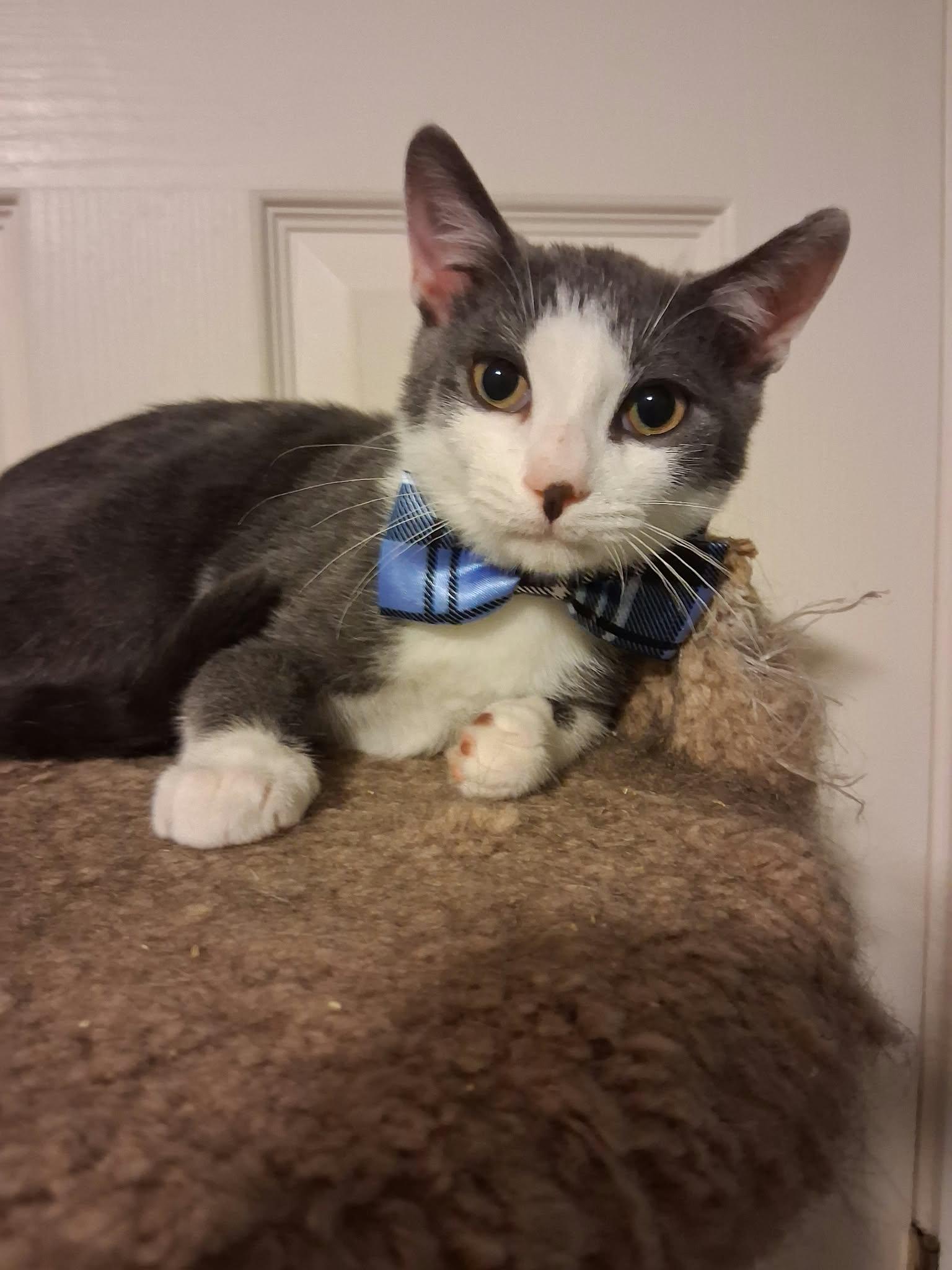 Enlarge Teddy, a Adoptable Domestic Short Hair in Wading River, NY image 1/5