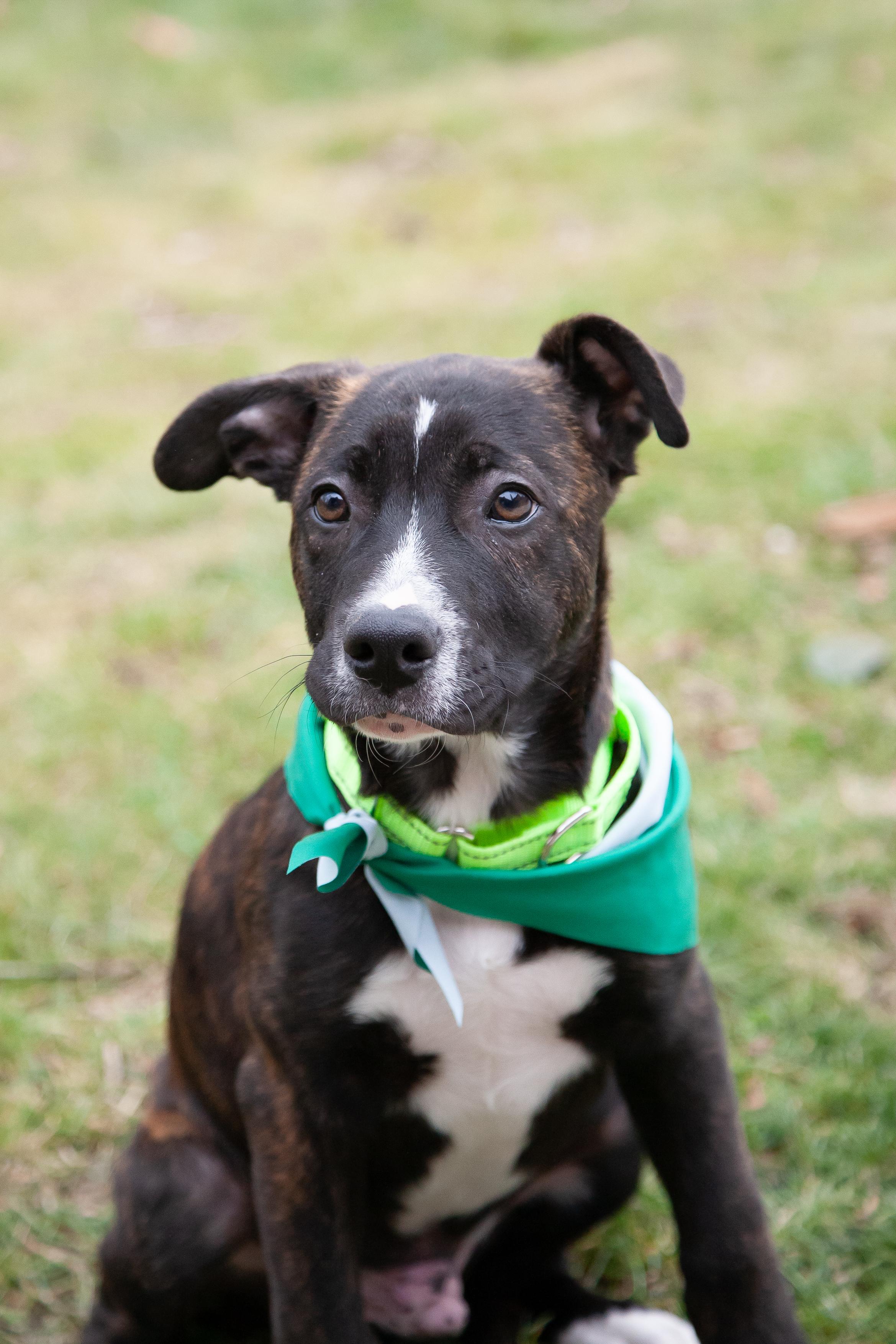 Enlarge Diggs, a ADOPTABLE mixed breed in Franklin, TN image 3/6