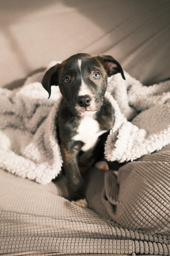 Enlarge Diggs, a ADOPTABLE mixed breed in Franklin, TN image 5/6