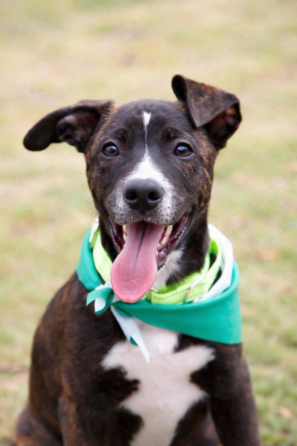Diggs, ADOPTABLE, Puppy Male Border Collie.