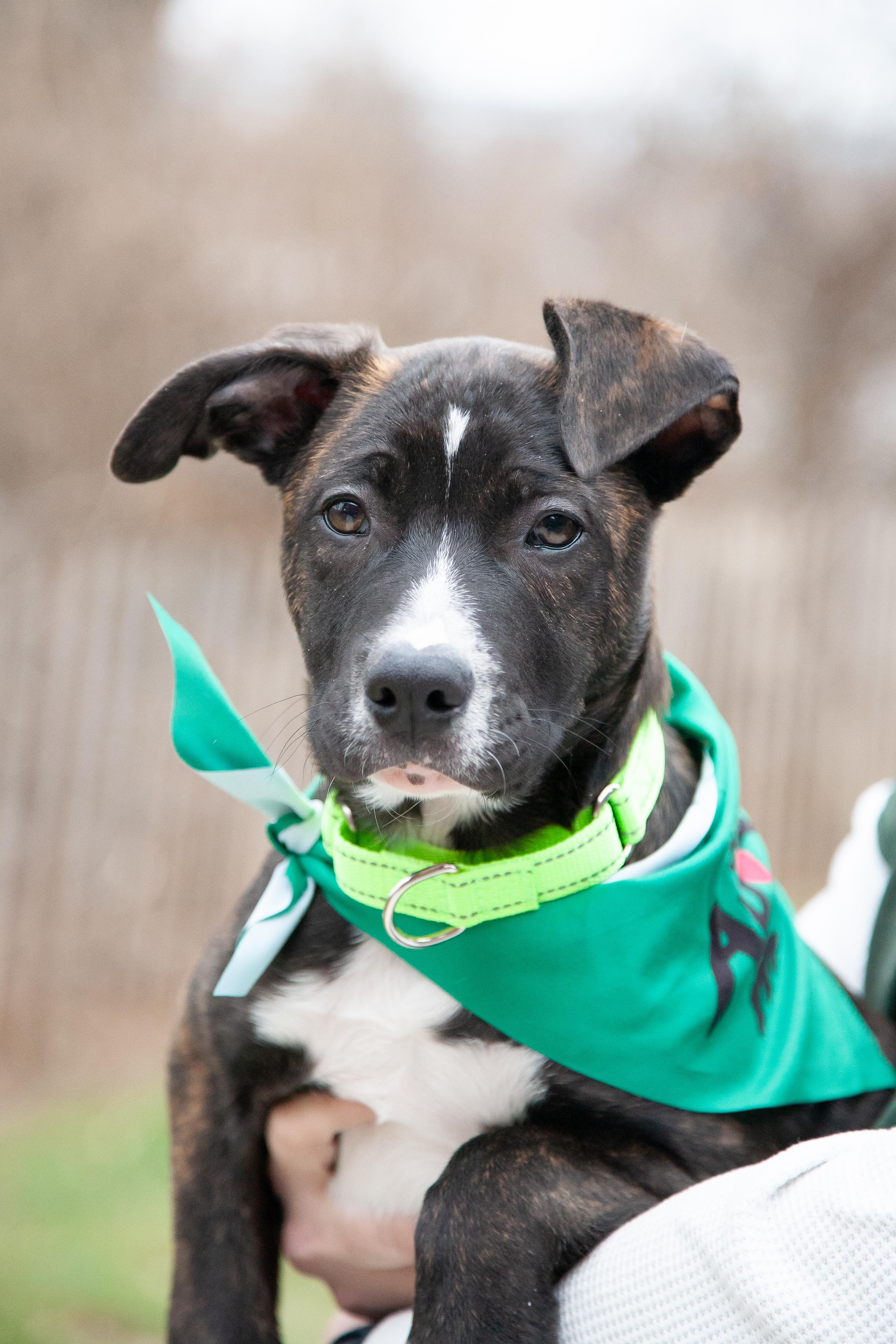 Enlarge Diggs, a ADOPTABLE mixed breed in Franklin, TN image 2/6