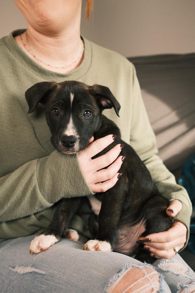 Enlarge Diggs, a ADOPTABLE mixed breed in Franklin, TN image 4/6