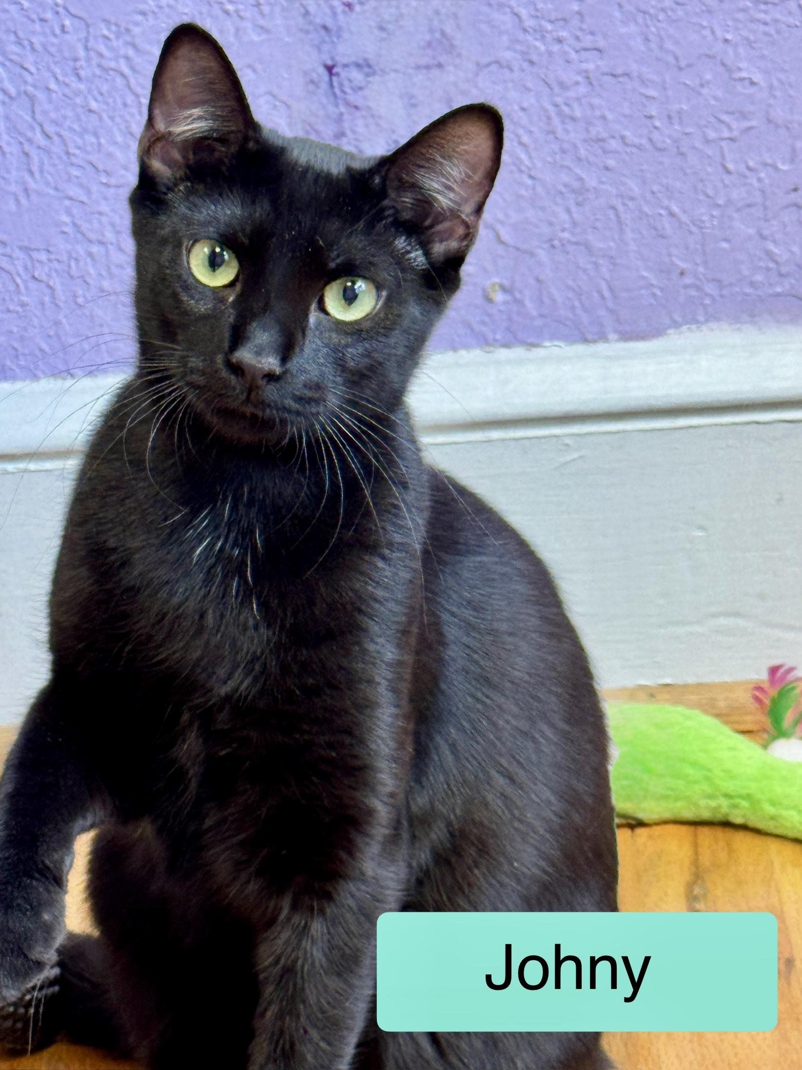 Johny - Sweet Young Male