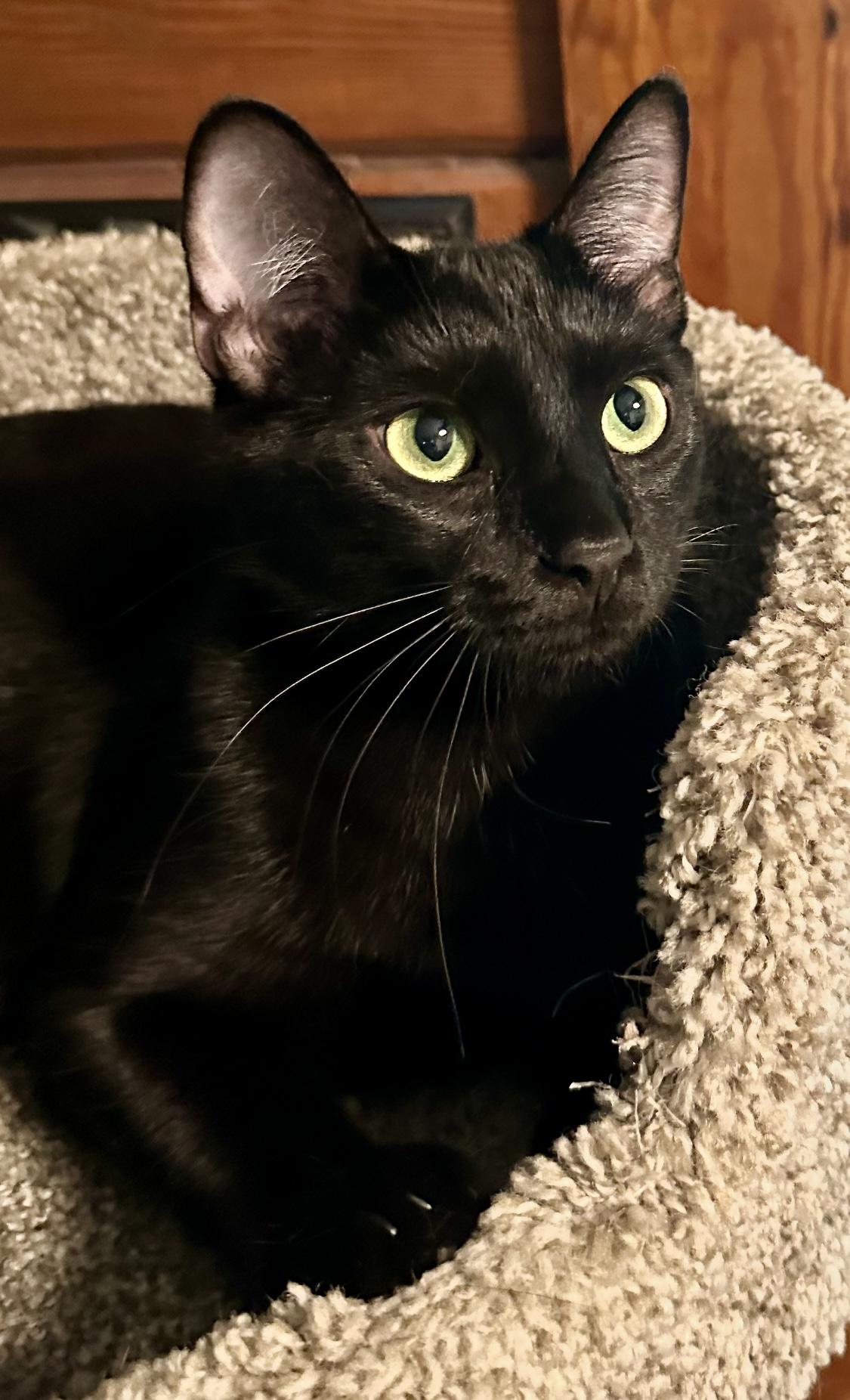 Johny - Sweet Young Male