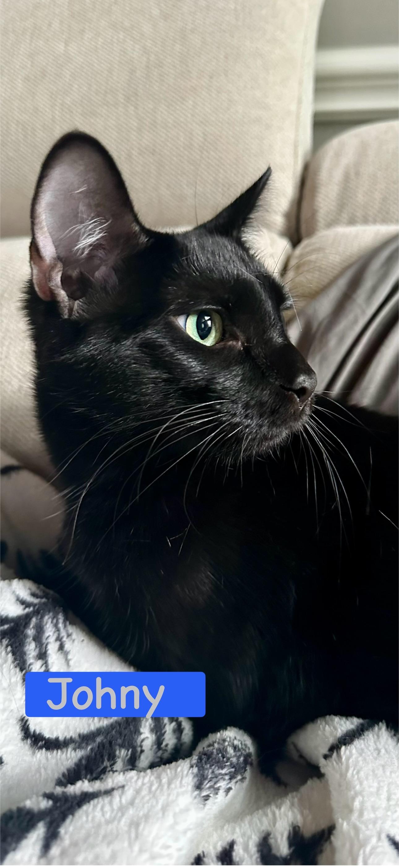 Johny - Sweet Young Male