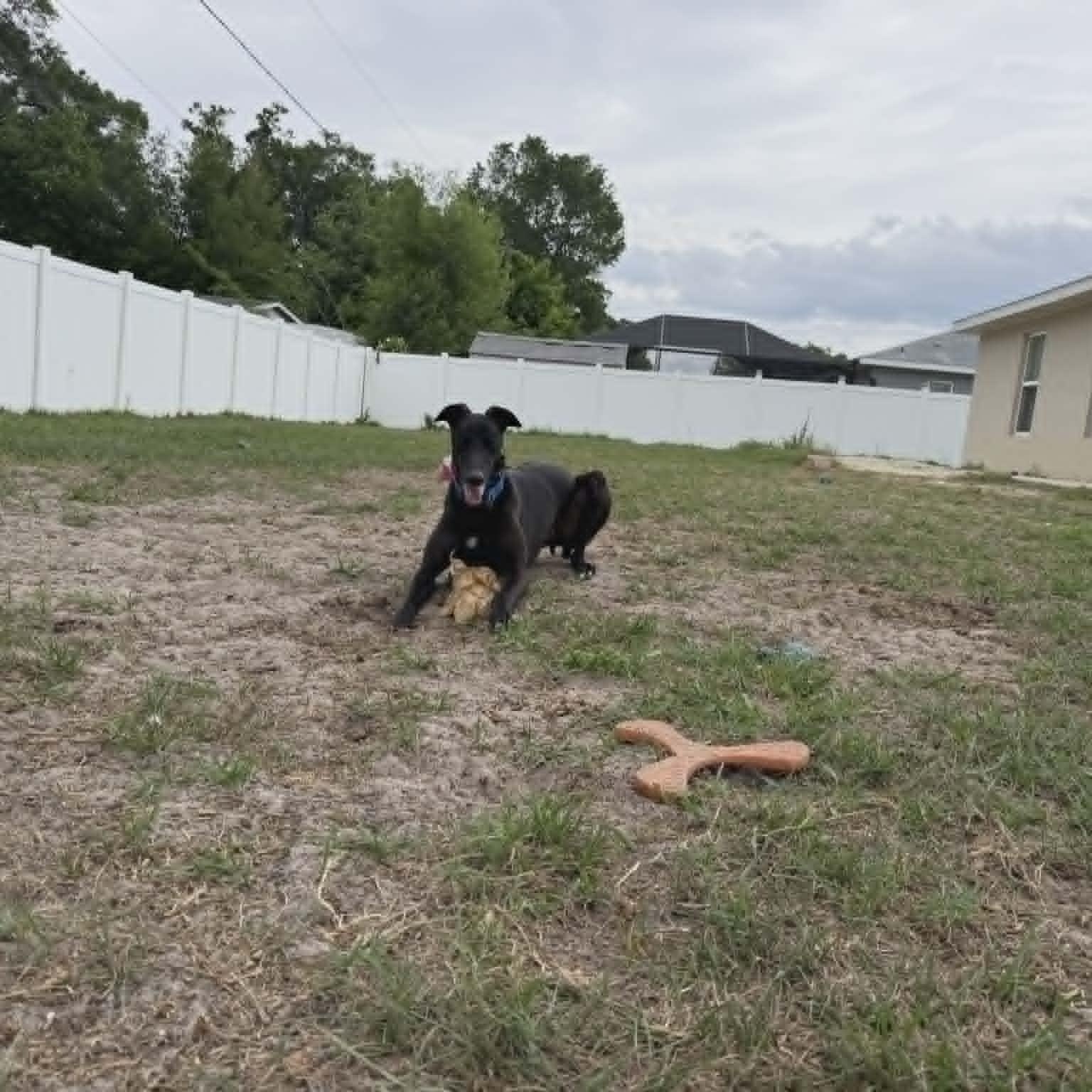 Enlarge Rekia Rolo (Rolo), a ADOPTABLE Greyhound in North Port, FL image 4/4