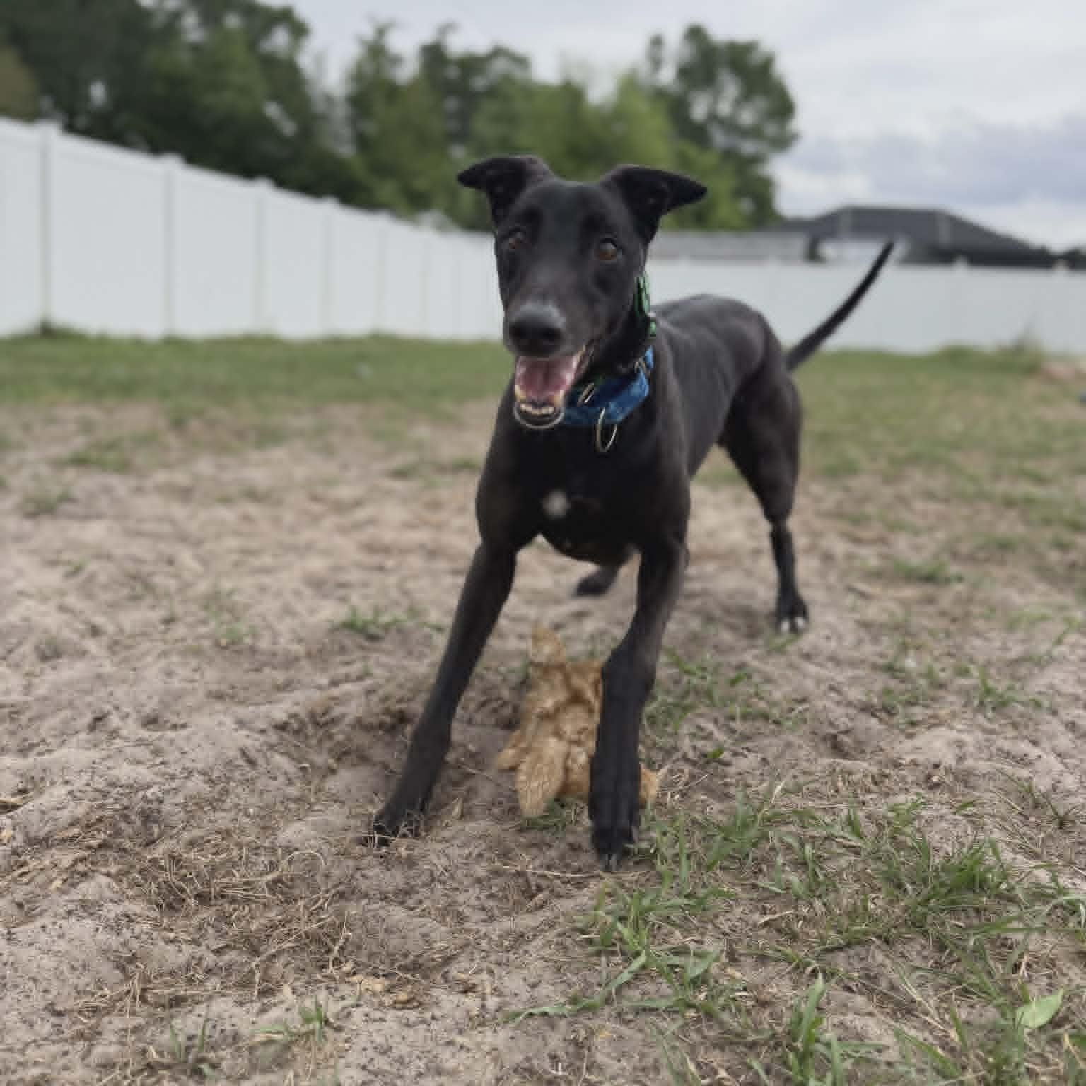 Enlarge Rekia Rolo (Rolo), a ADOPTABLE Greyhound in North Port, FL image 2/4