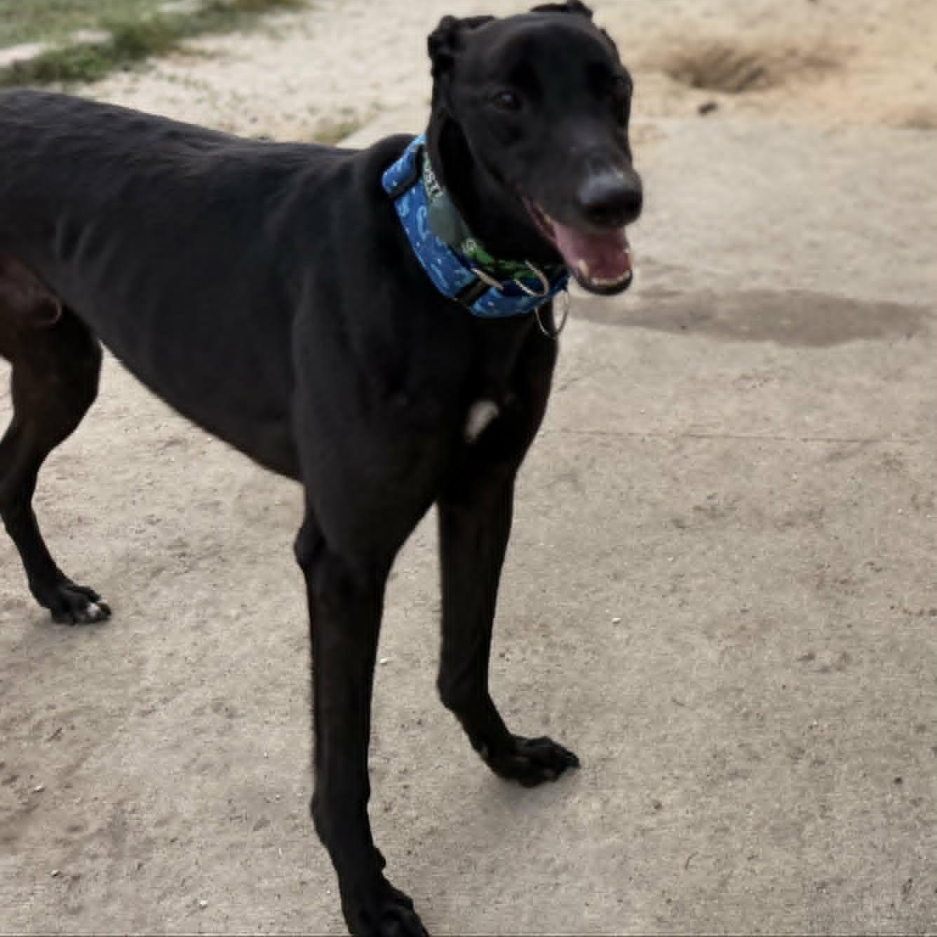 Rekia Rolo (Rolo), adopted, Adult Male Greyhound.