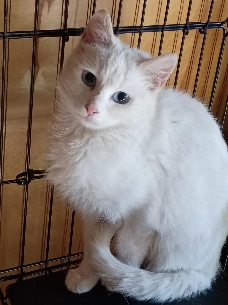 Anna, Adoptable, Kitten Female Domestic Short Hair.