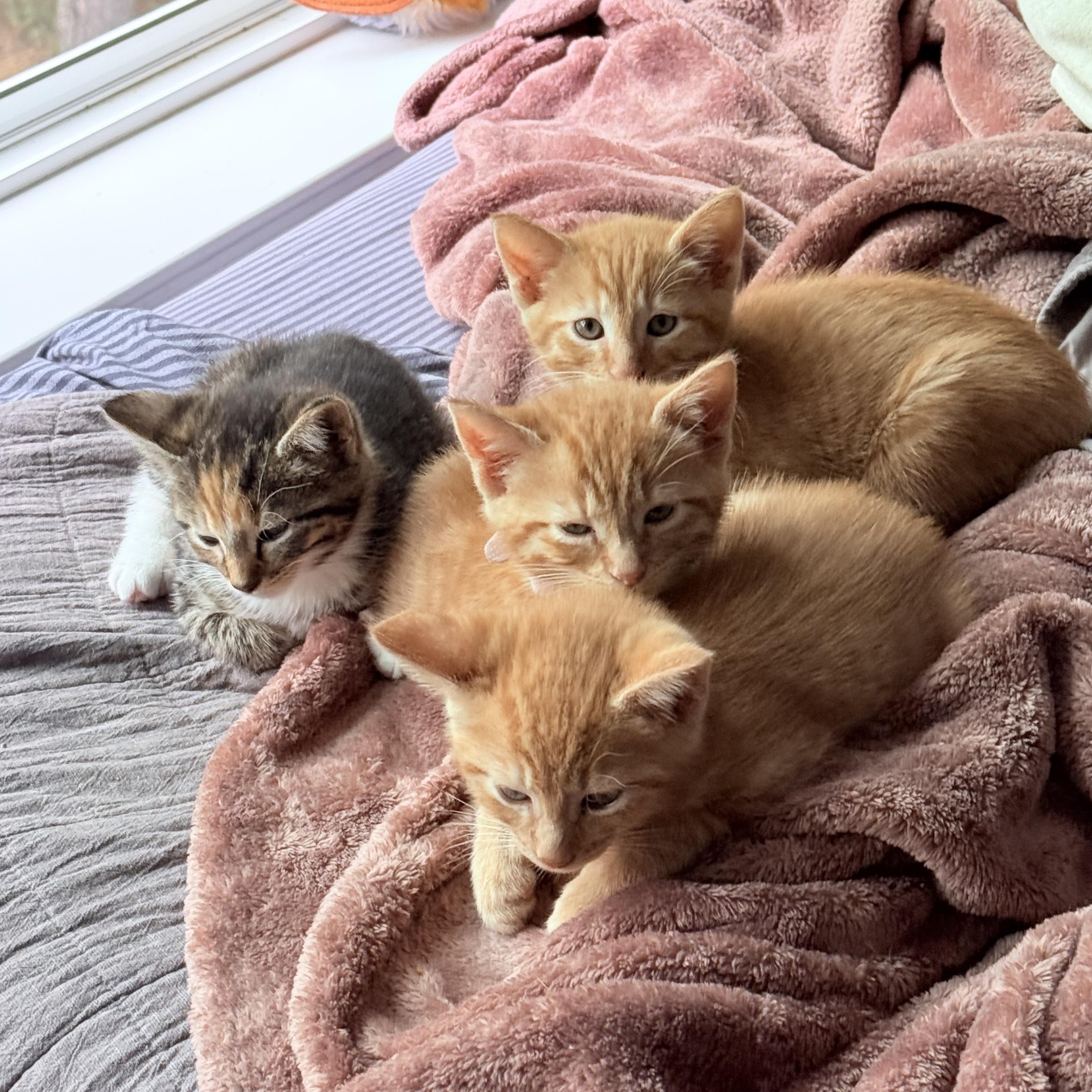 Cinnamon and Paprika, an adopted Domestic Short Hair in Hopkinton, MA image 2/3