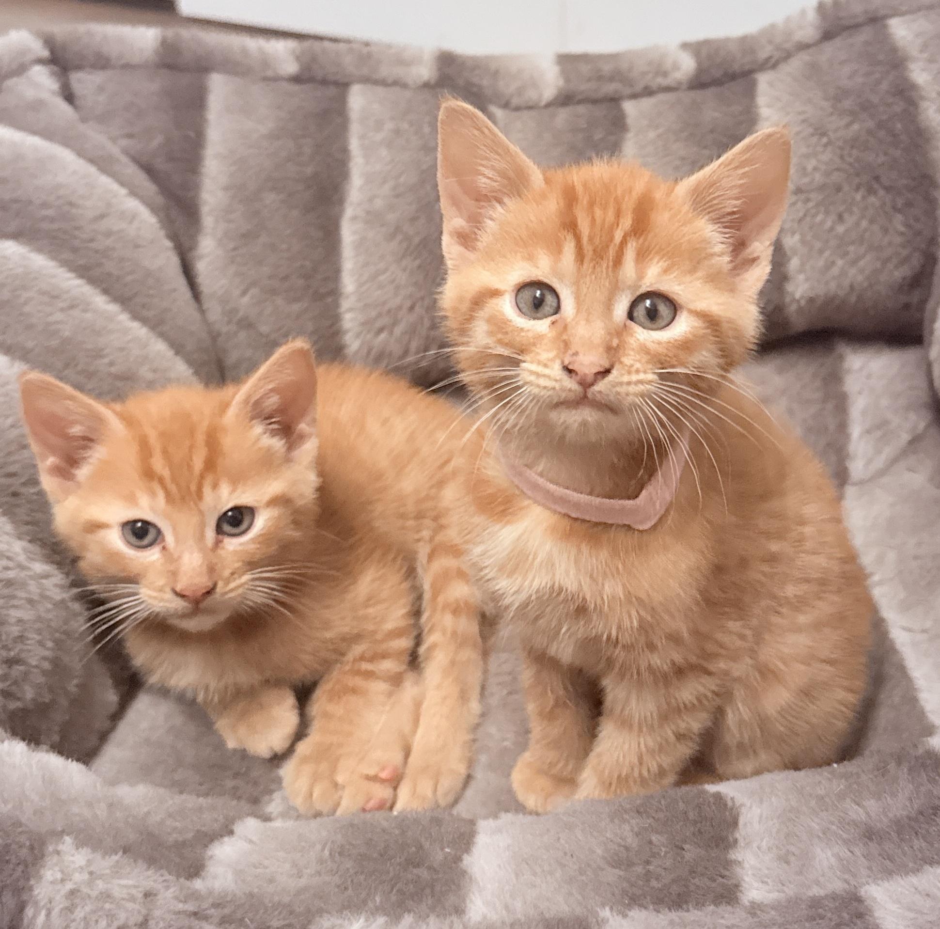 Cinnamon and Paprika, adopted, Kitten Male Domestic Short Hair.