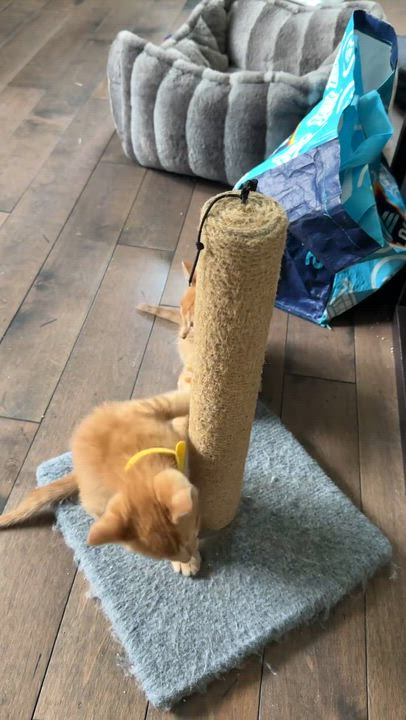 Enlarge Cinnamon and Paprika, an adopted Domestic Short Hair in Hopkinton, MA video 3/3