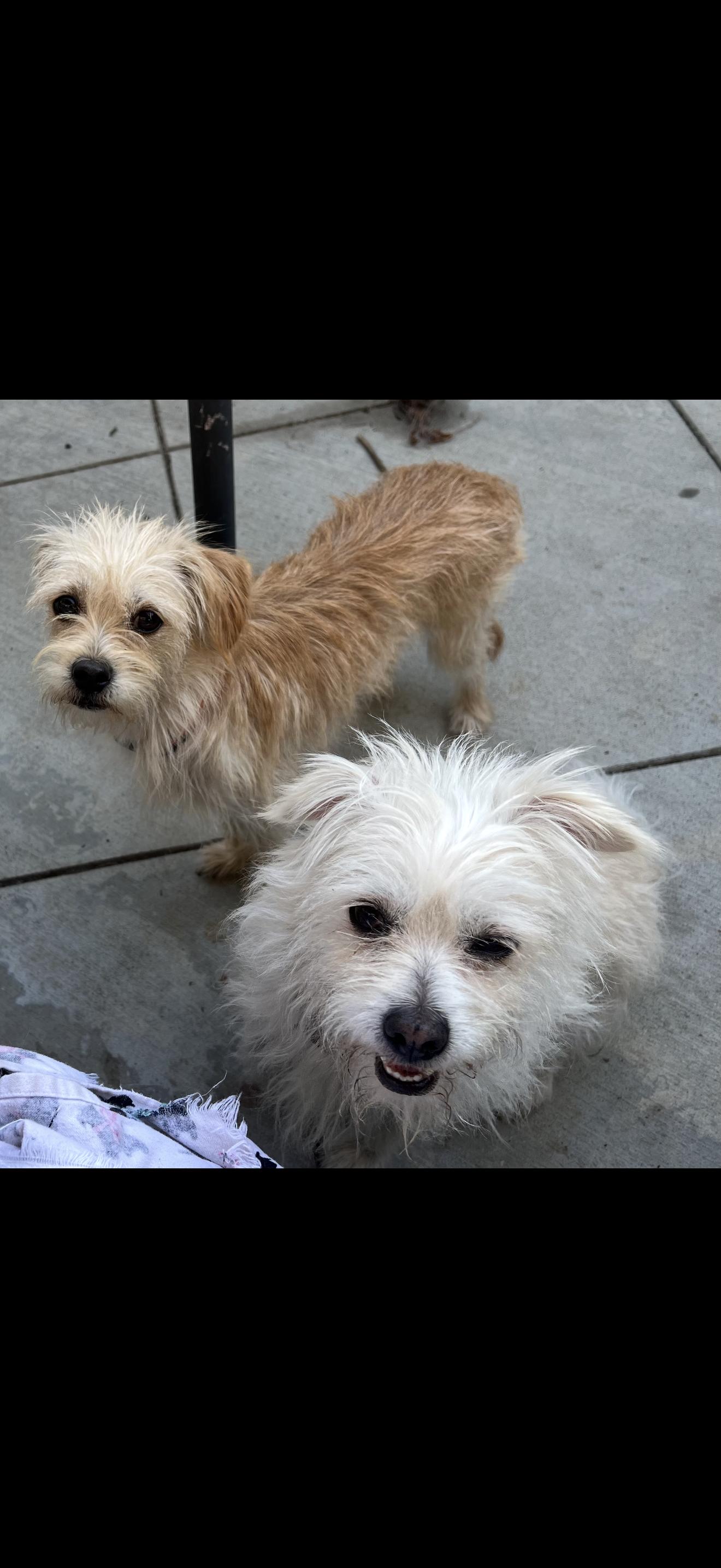 Missy and Rosie - The Darling Pair, Adoptable, Adult Female Maltese & Terrier.