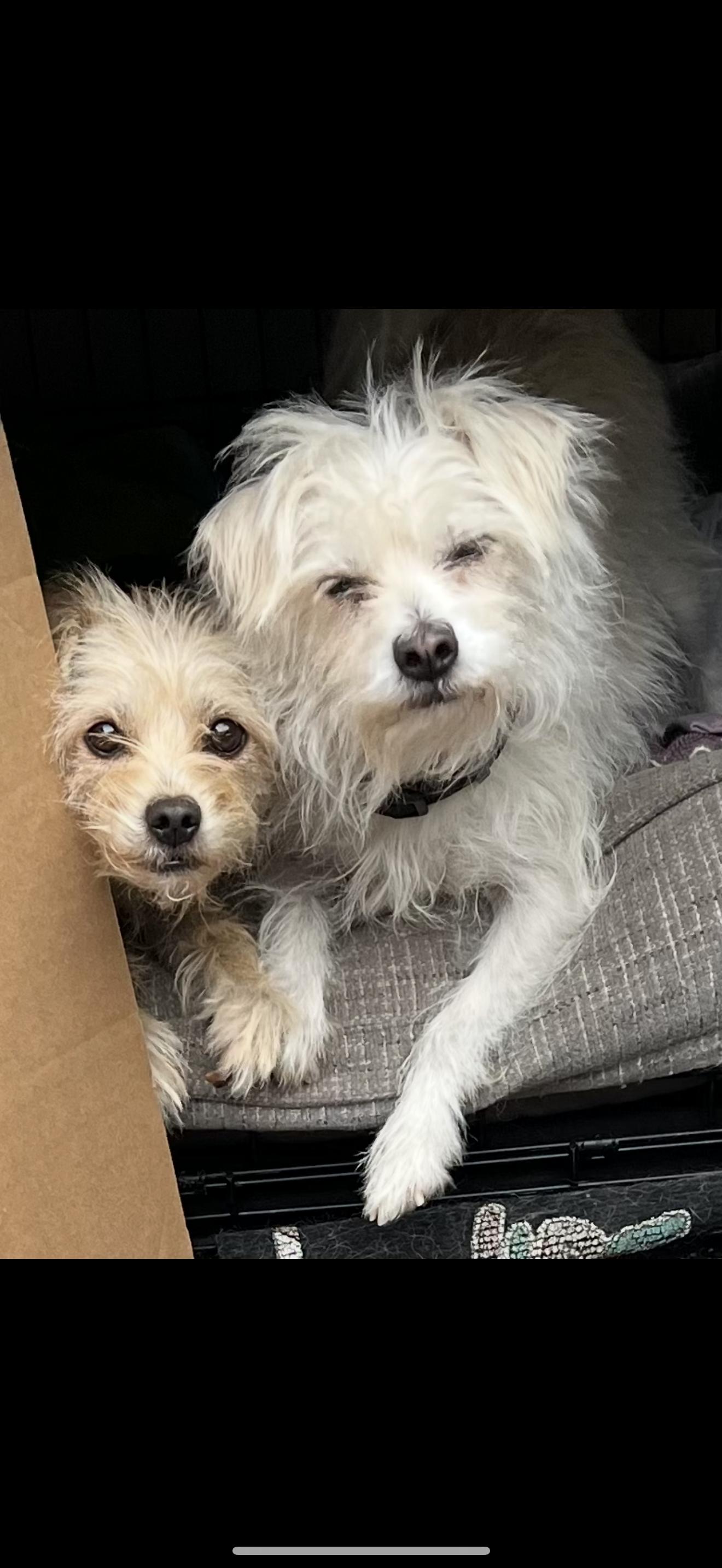 Missy and Rosie - The Darling Pair, an adopted mixed breed in Anaheim, CA image 2/3