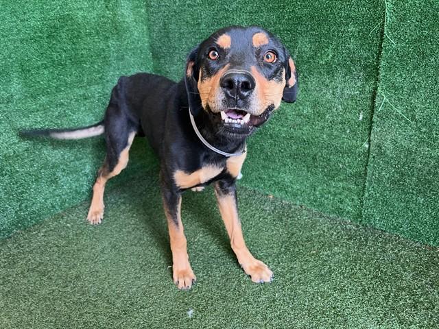 Enlarge DOC, a Adoptable mixed breed in Lancaster, CA image 1/1