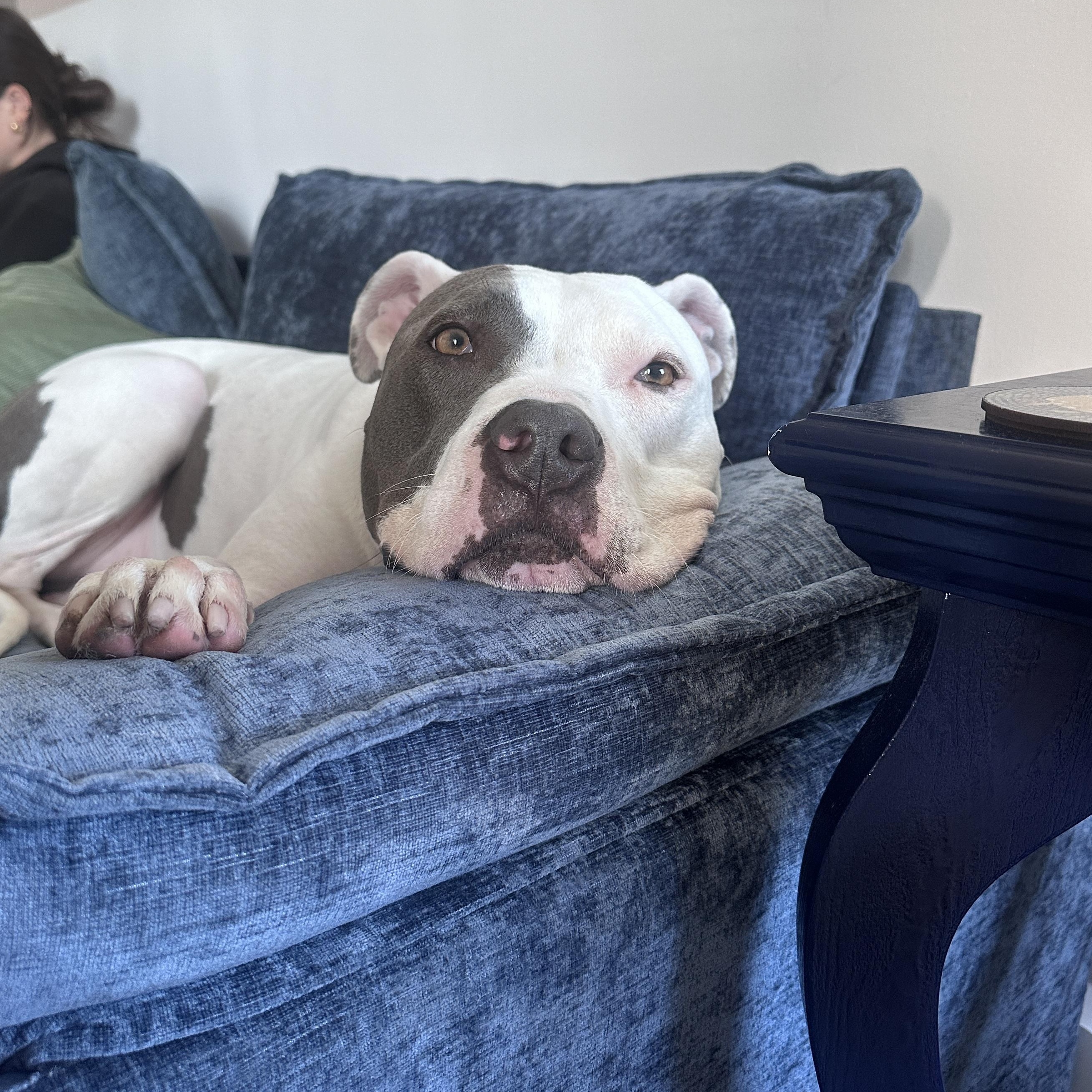 Enlarge Georgy, a Adoptable mixed breed in Huntington Beach, CA image 2/4