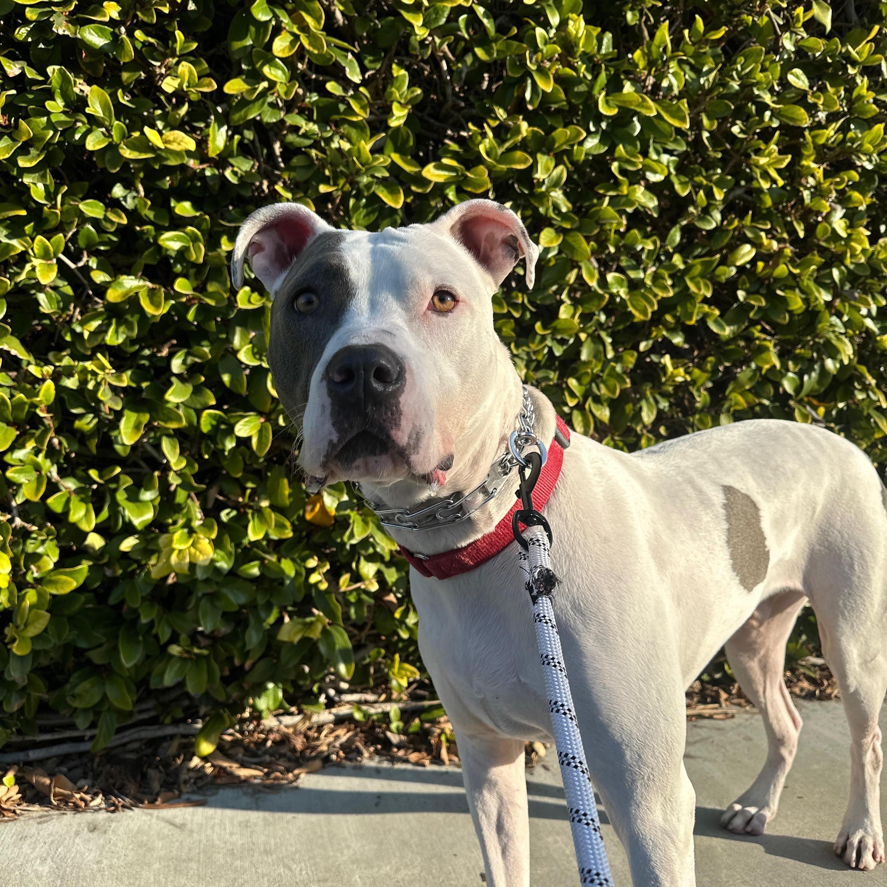 Enlarge Georgy, a Adoptable mixed breed in Huntington Beach, CA image 3/4