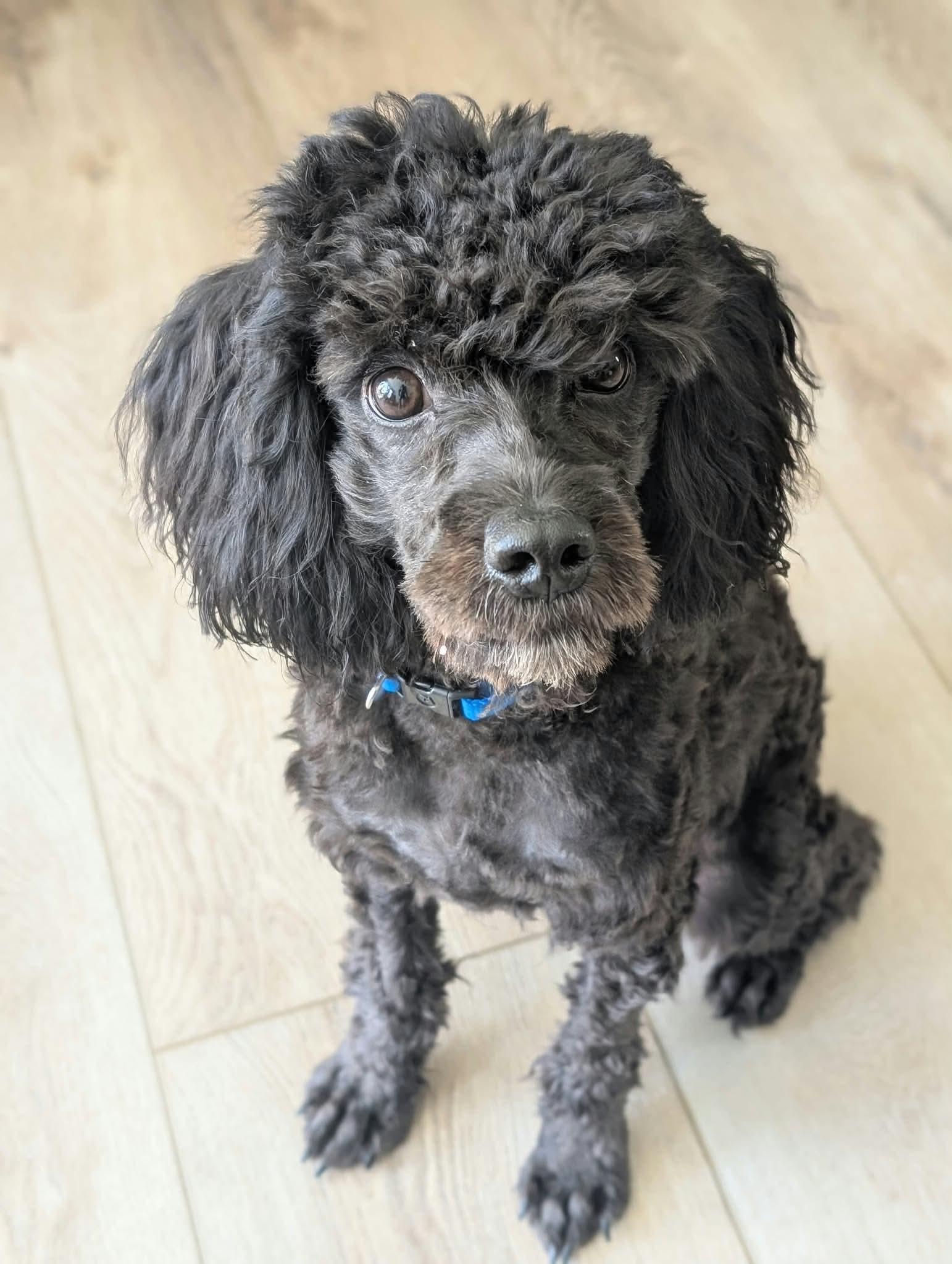 Lumos, Adoptable, Young Male Miniature Poodle.