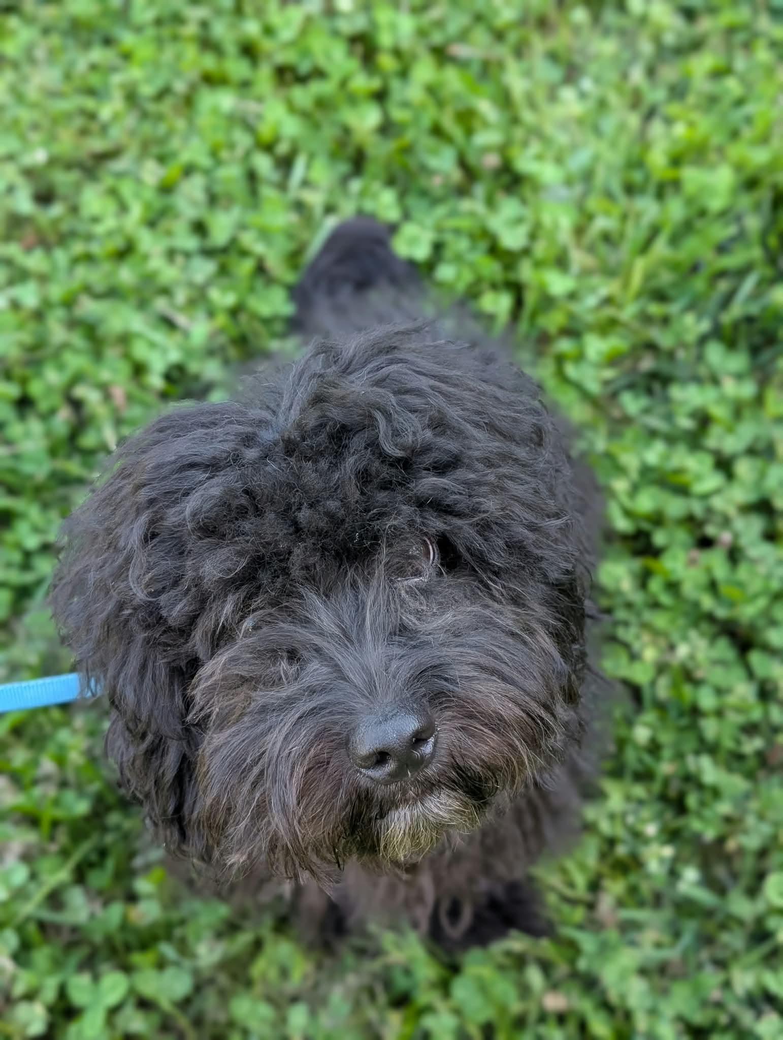 Enlarge Lumos, a Adoptable mixed breed in Brooks, ME image 4/4