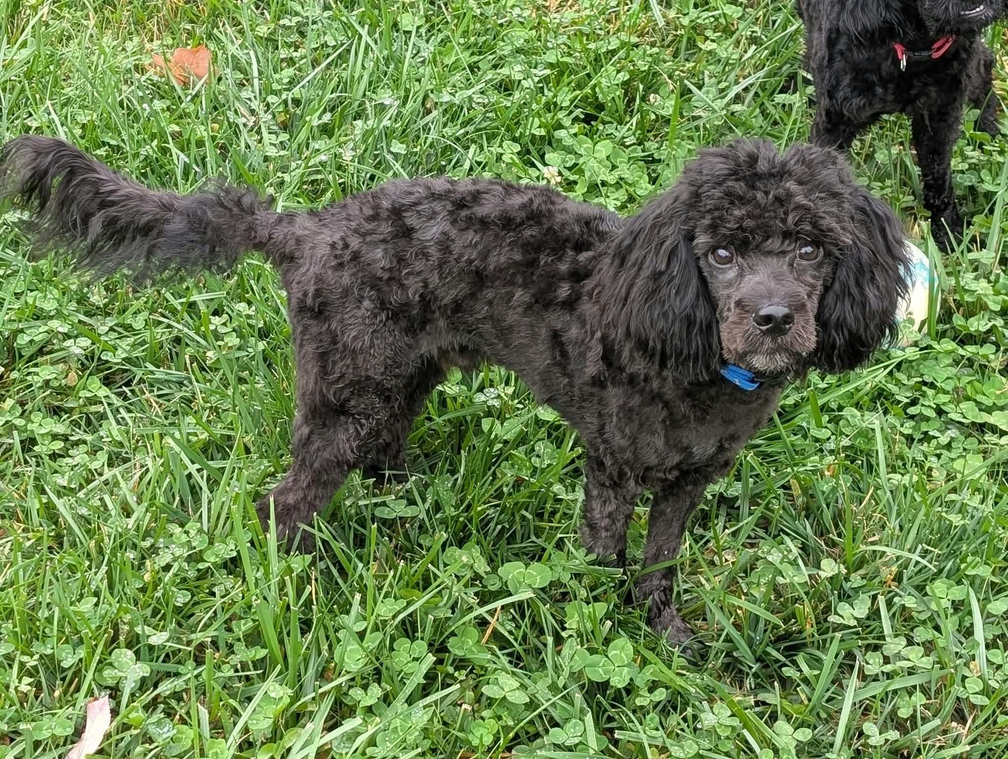 Enlarge Lumos, a Adoptable mixed breed in Brooks, ME image 2/4