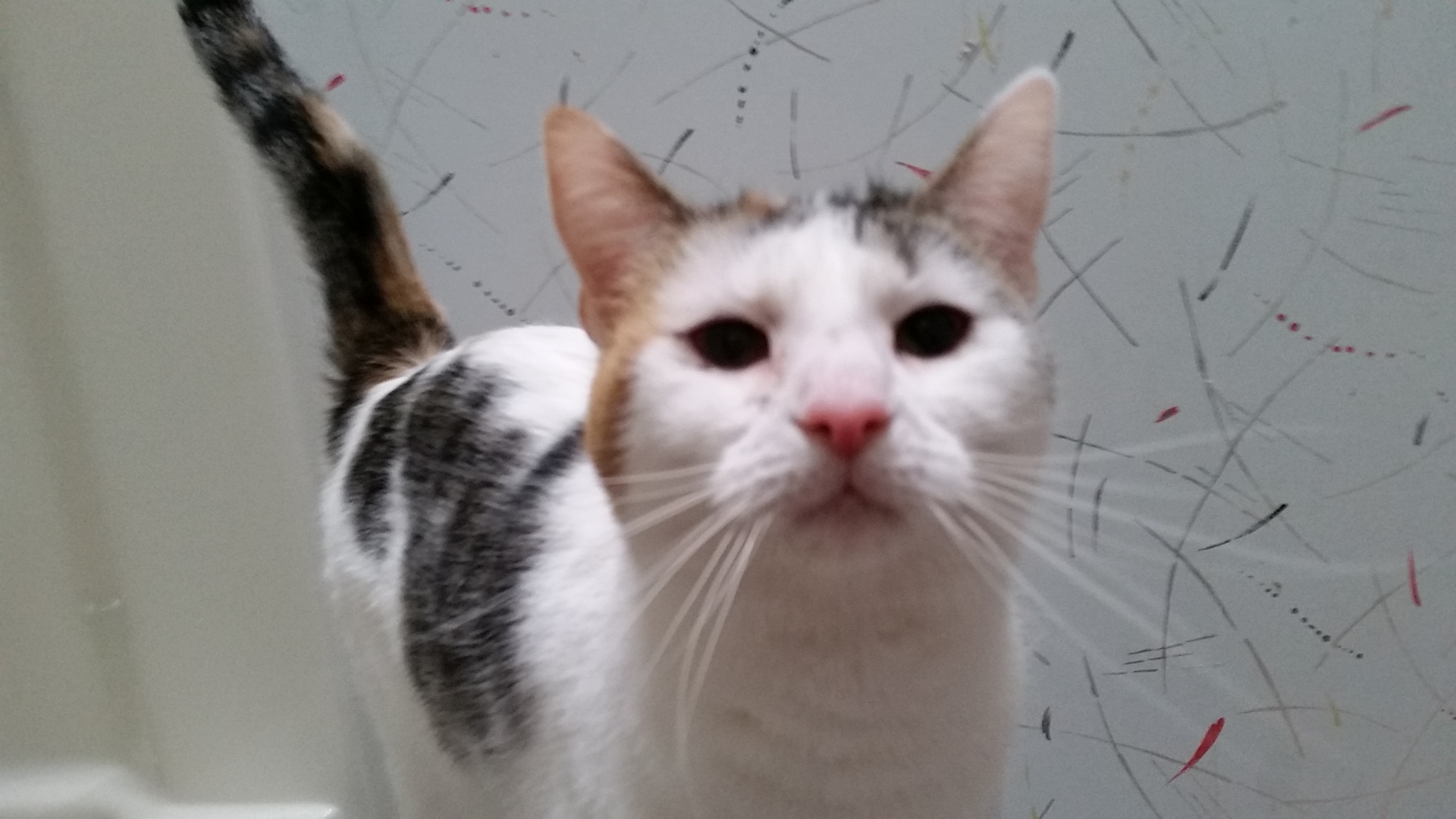 THEONA B, Adoptable, Adult Female Tiger & Domestic Short Hair.