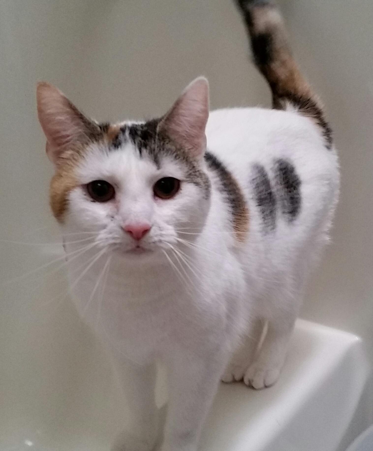 THEONA B, a Adoptable mixed breed in Sardinia, OH image 2/12