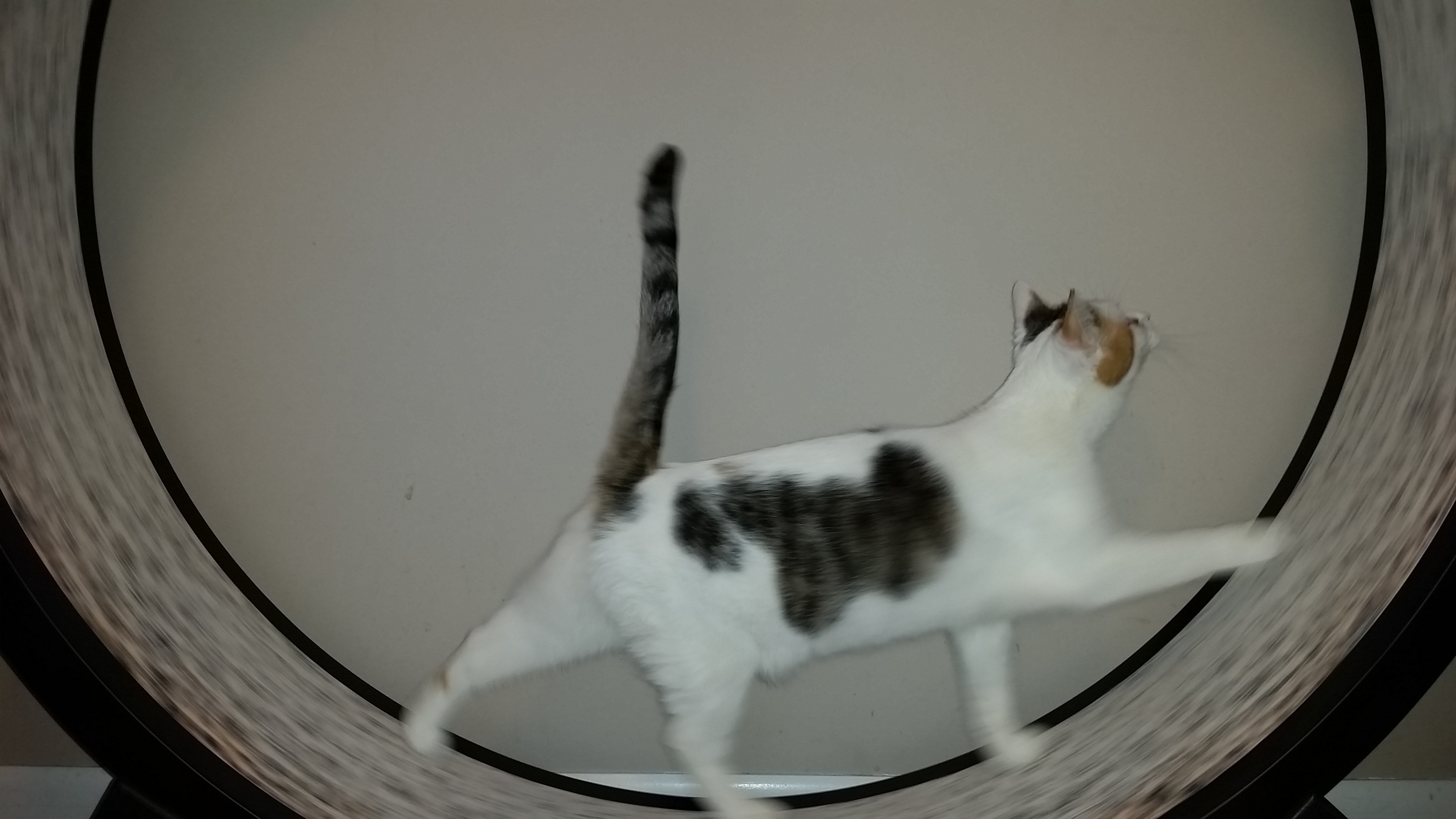 THEONA B, a Adoptable mixed breed in Sardinia, OH image 3/12