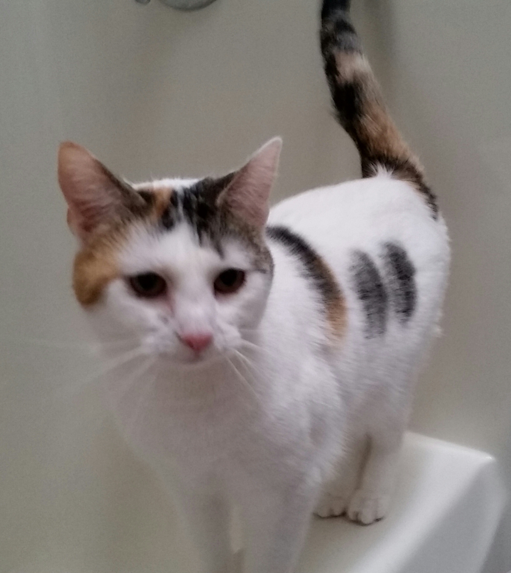 THEONA B, a Adoptable mixed breed in Sardinia, OH image 4/12