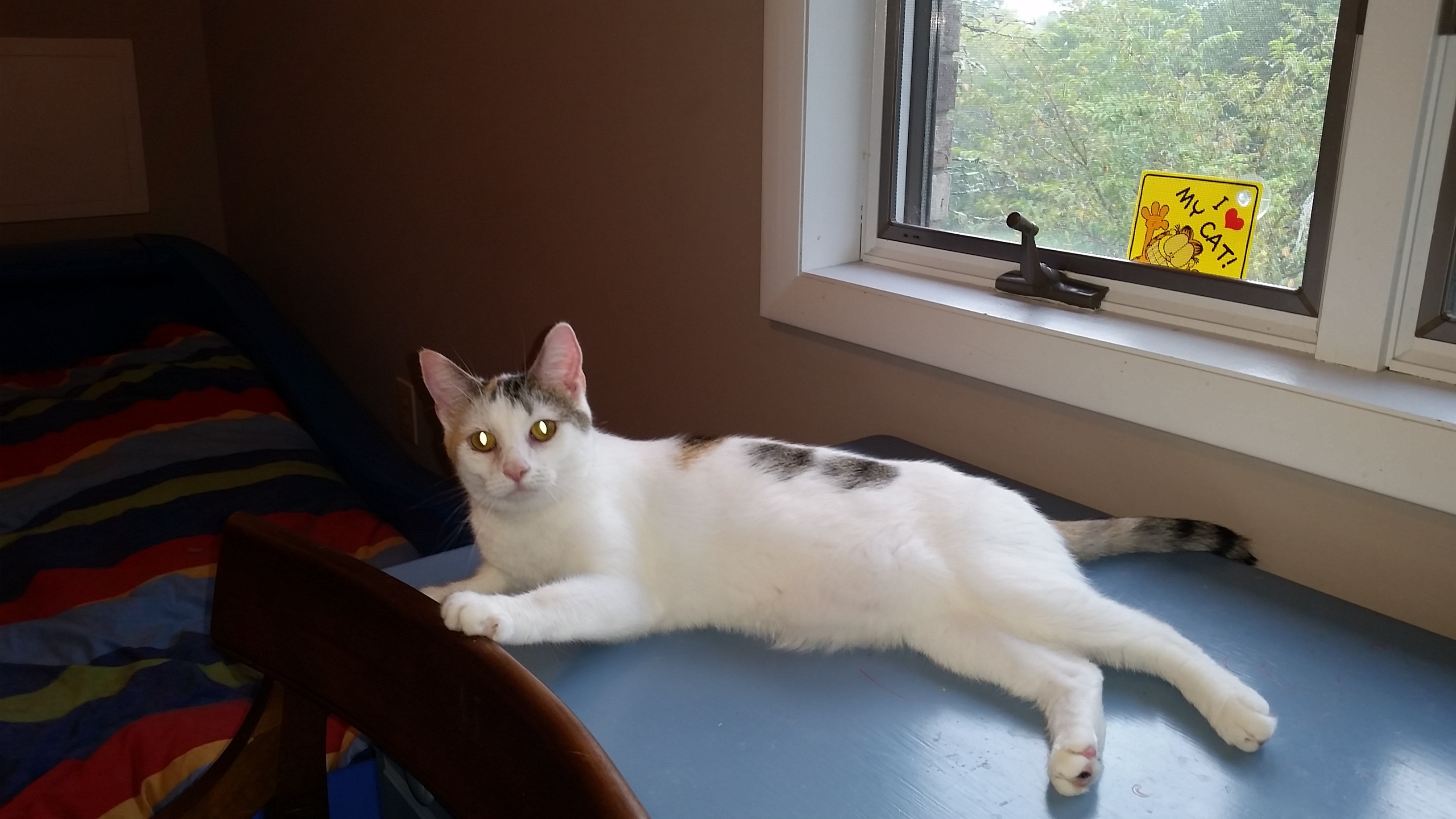 THEONA B, a Adoptable mixed breed in Sardinia, OH image 5/12