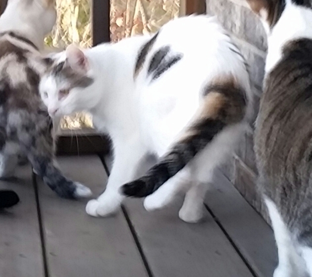 THEONA B, a Adoptable mixed breed in Sardinia, OH image 6/12