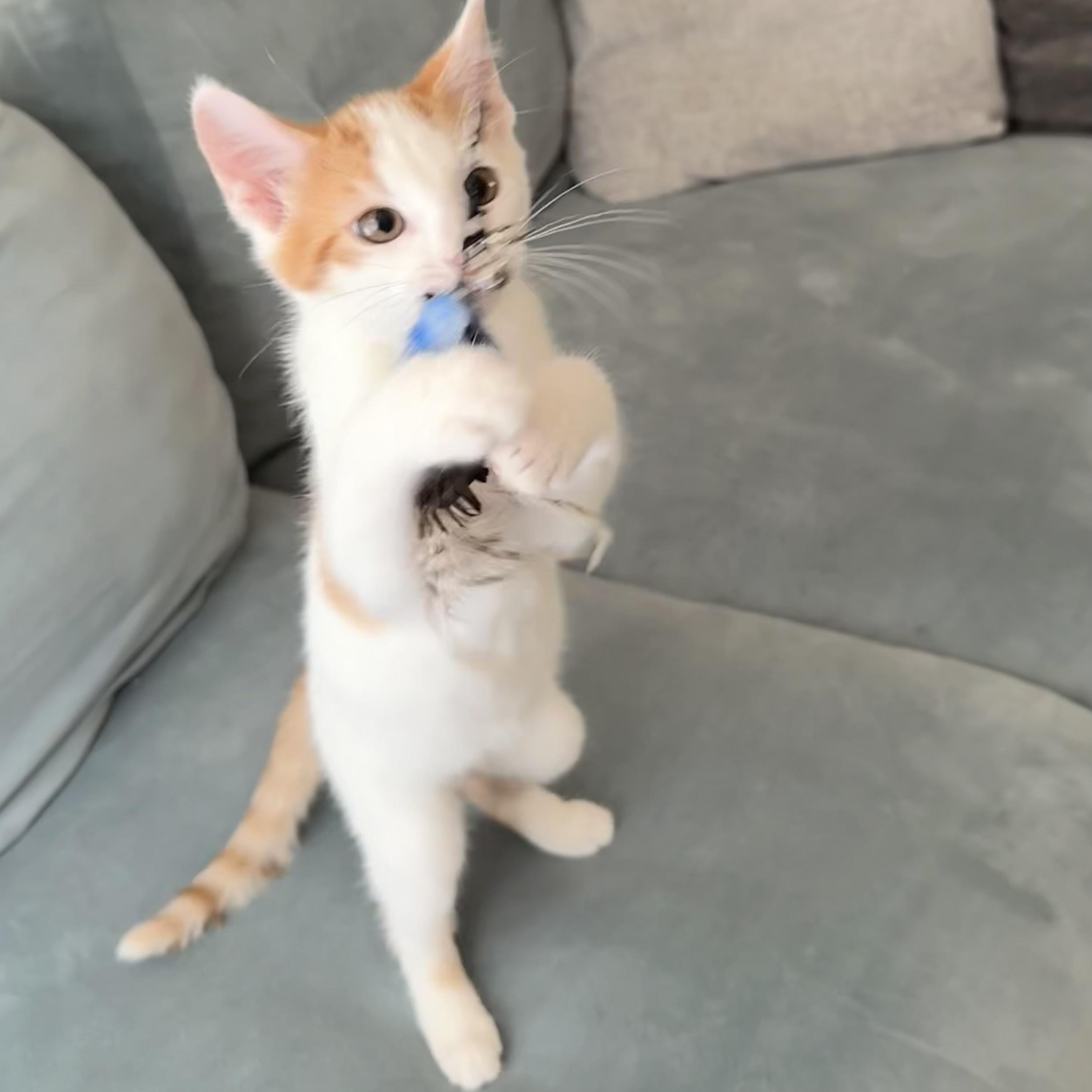 William