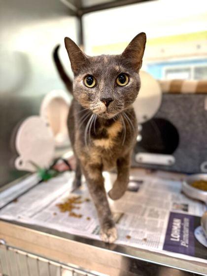Sassy, Adoptable, Adult Female Domestic Short Hair & Domestic Short Hair.