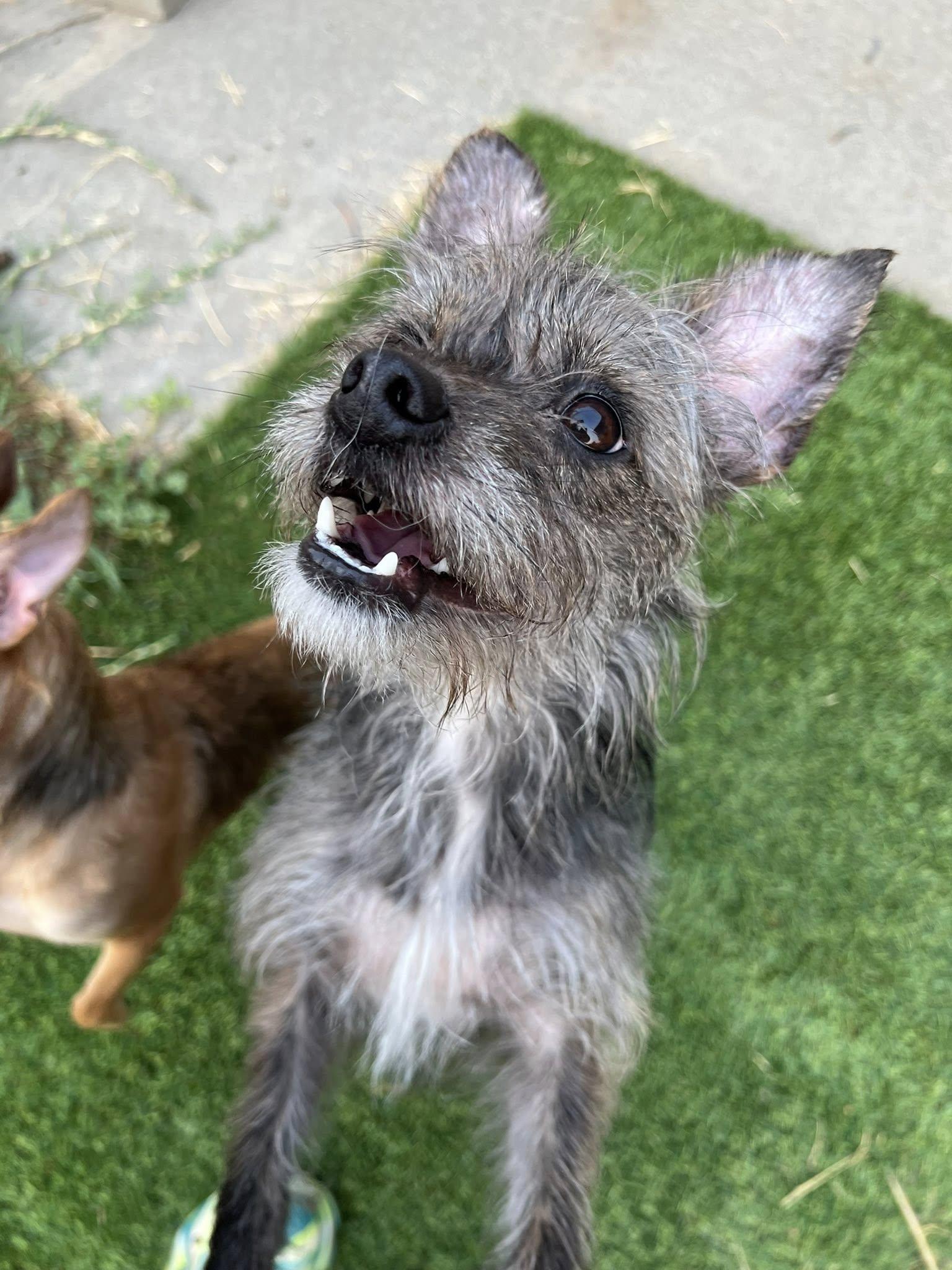 Enlarge Remy-formerly Mushroom Gravy, a Adoptable Border Terrier in West Richland, WA image 4/6