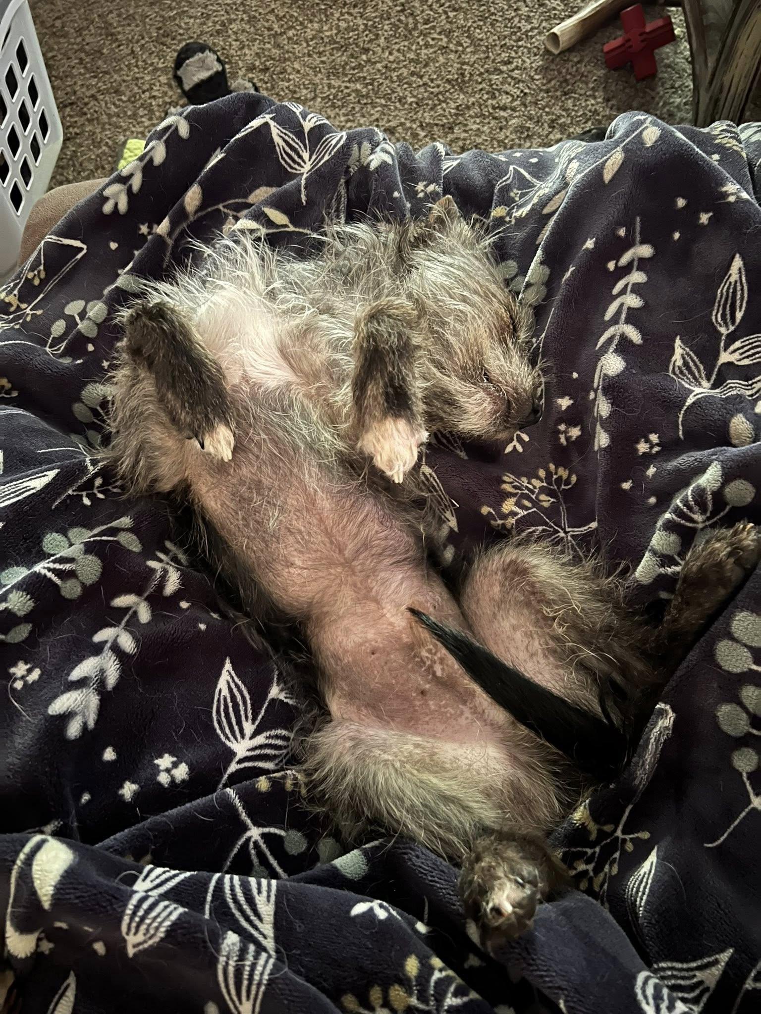 Enlarge Remy-formerly Mushroom Gravy, a Adoptable Border Terrier in West Richland, WA image 6/6