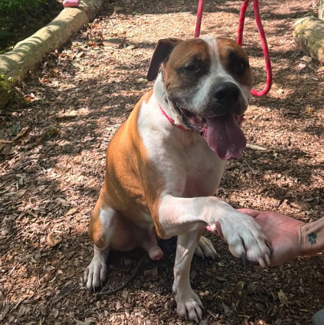 Bud, an adoptable mixed breed in Severn, MD image 3/3
