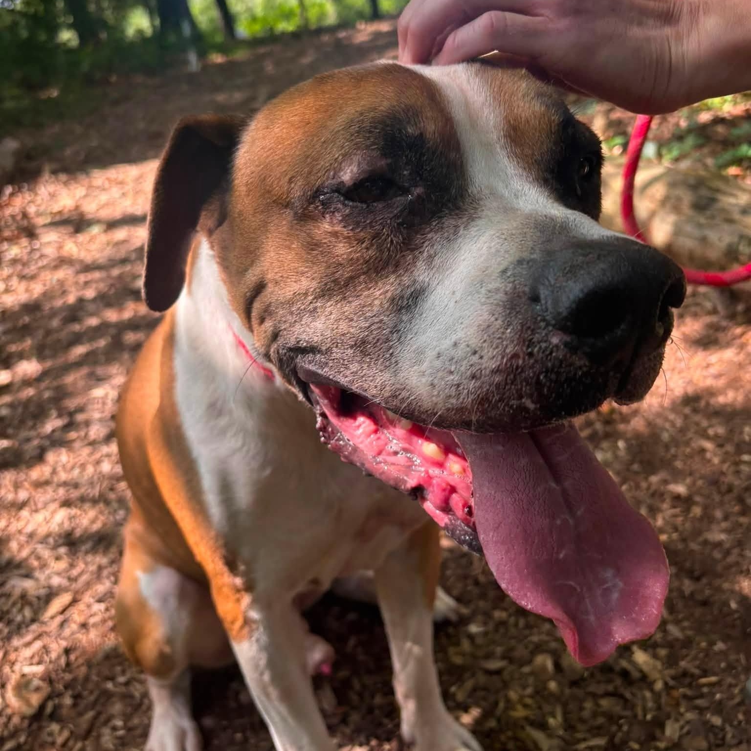 Bud, an adoptable mixed breed in Severn, MD image 2/3
