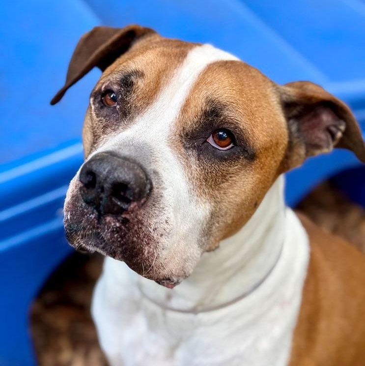 Bud, adoptable, Senior Male Boxer & American Bulldog.