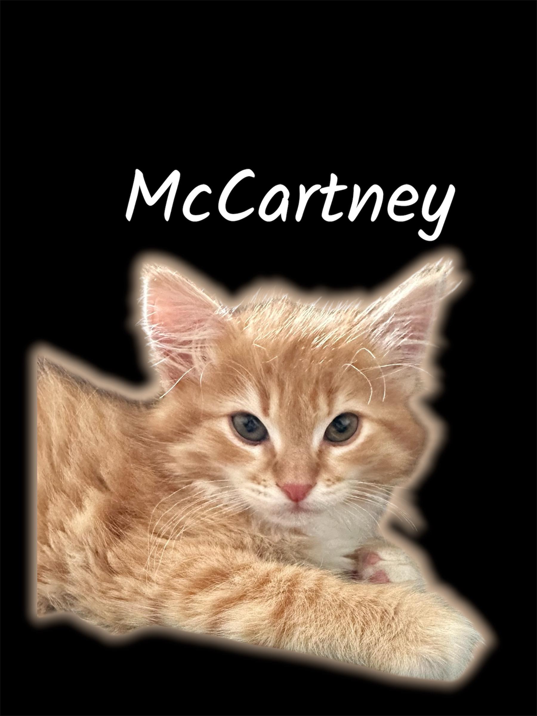 McCartney, ADOPTABLE, Kitten Female Domestic Medium Hair.