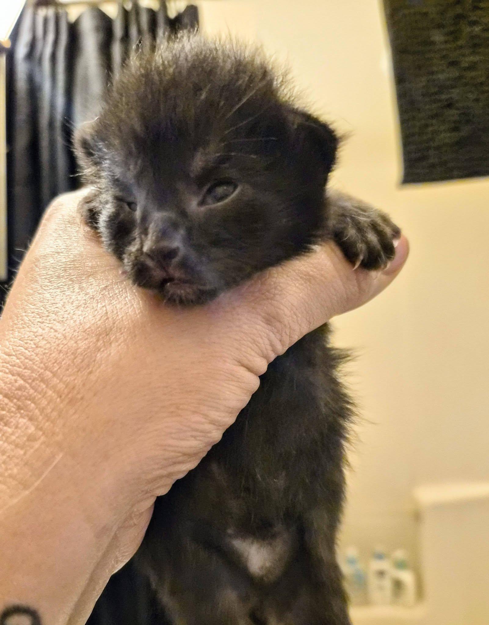 Enlarge Scout, an adopted Domestic Short Hair in Waverly, IA image 2/2