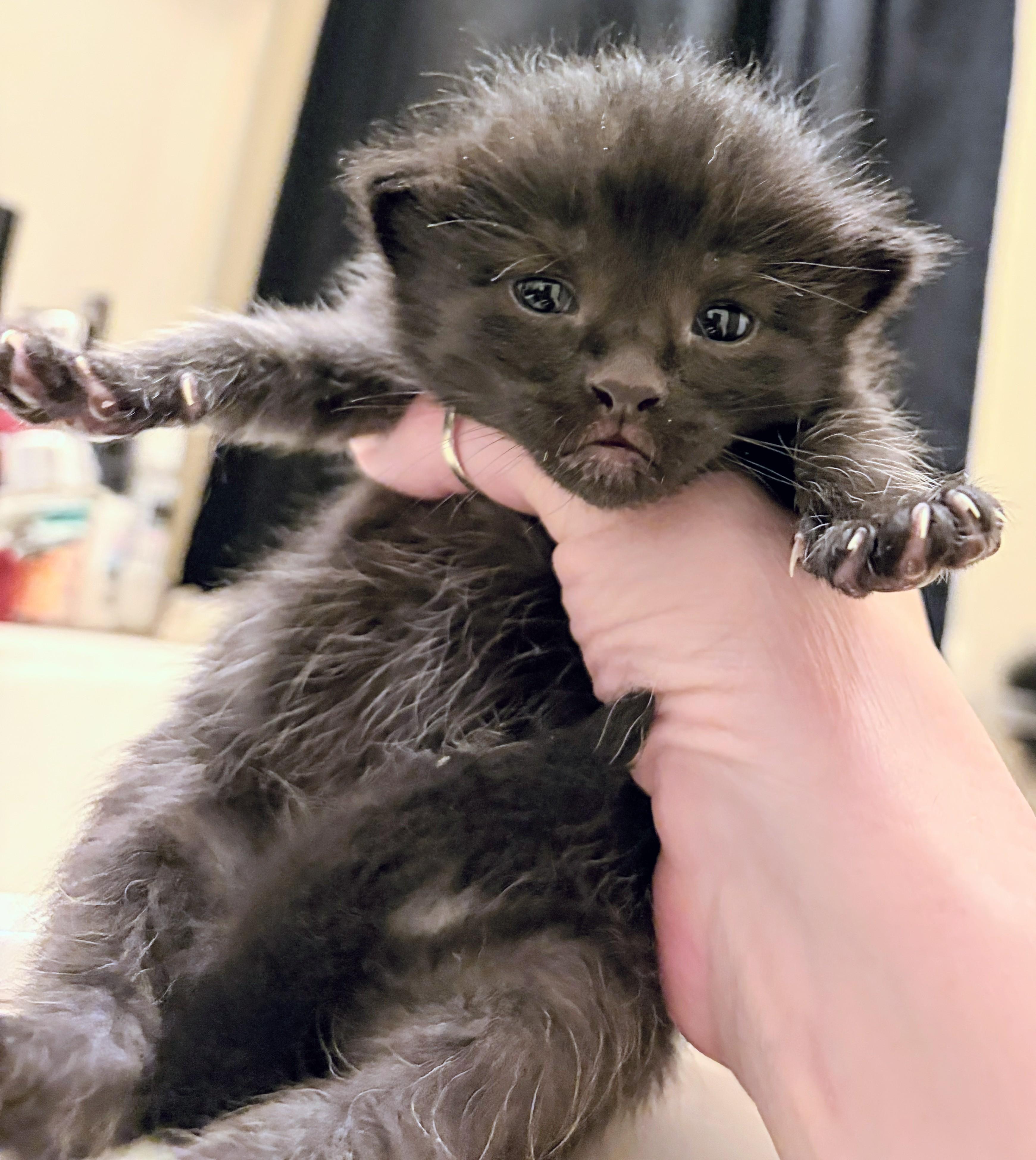 Scout, adopted, Kitten Male Domestic Short Hair.