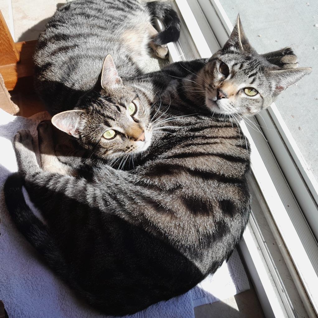 Charlie, Adoptable, Adult Male Domestic Short Hair & Siamese.