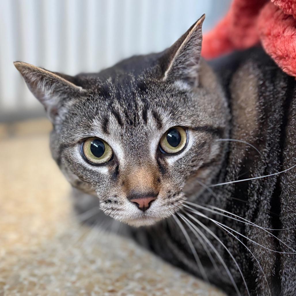 Charlie, Adoptable, Adult Male Domestic Short Hair & Siamese.